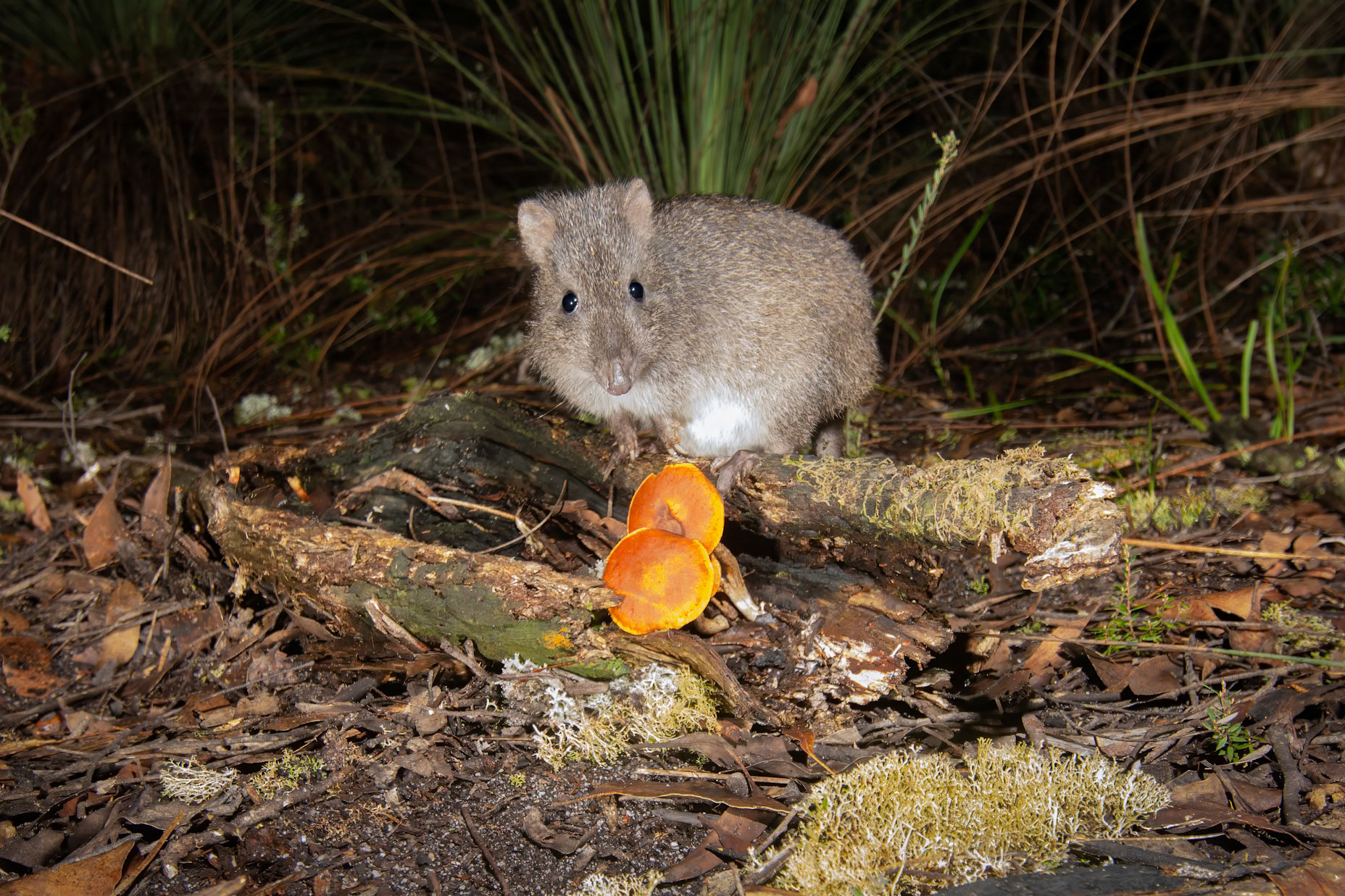 Long-nosed Potoroo