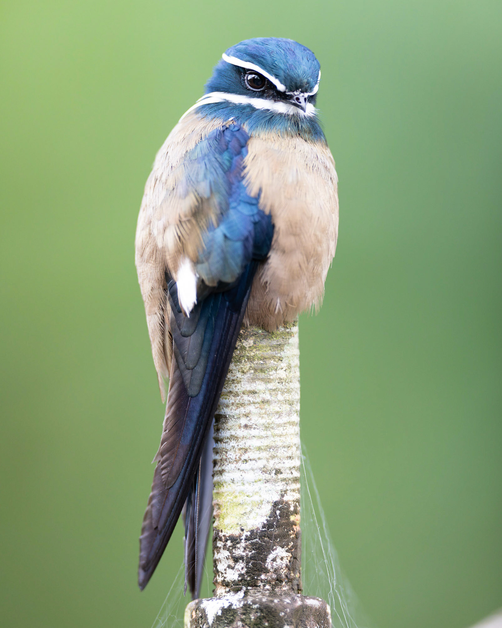 Female Whiskered Treeswift in Danum Valley, Borneo