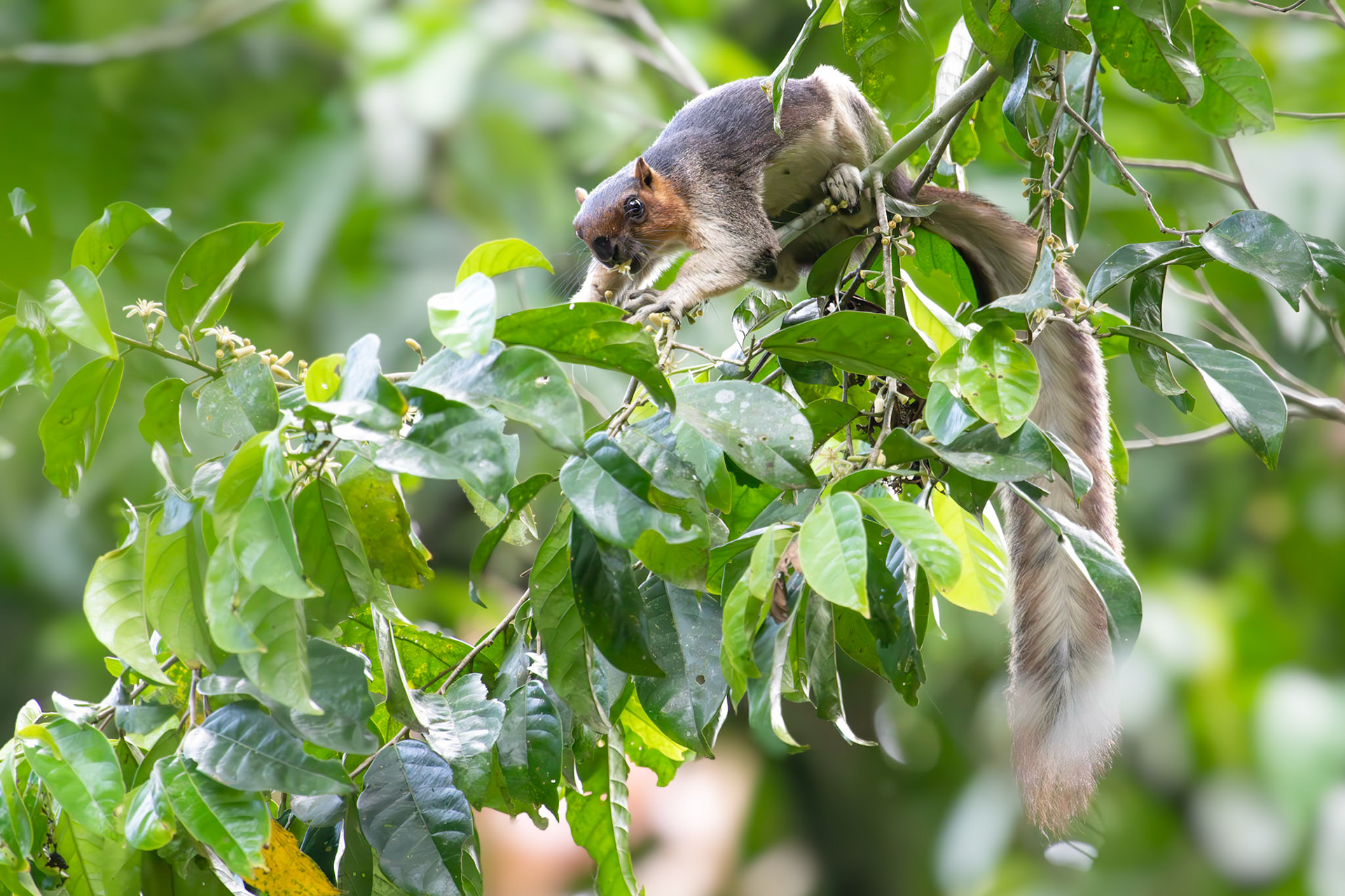 Sunda Giant Squirrel