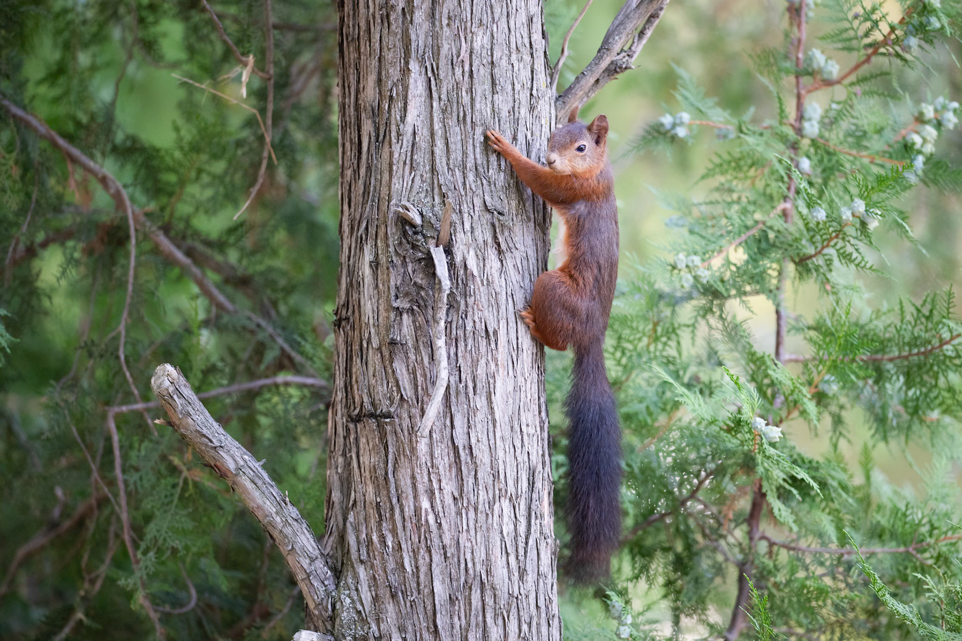 Red Squirrel