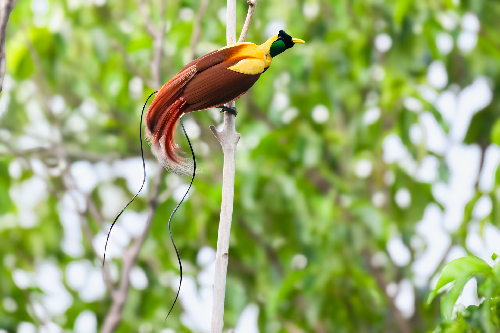 Red Bird-of-paradise