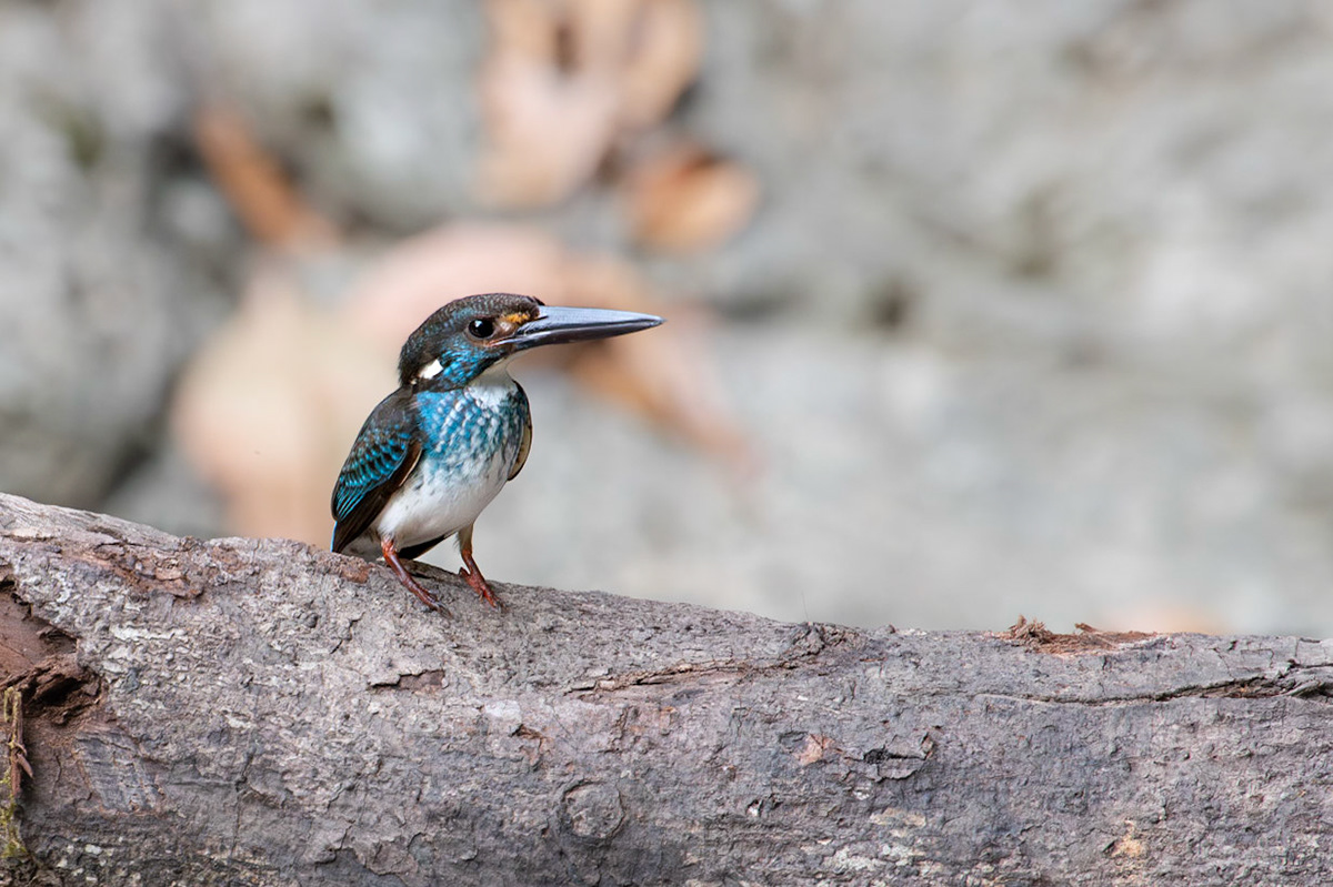 Malaysian Blue Banded Kingfisher