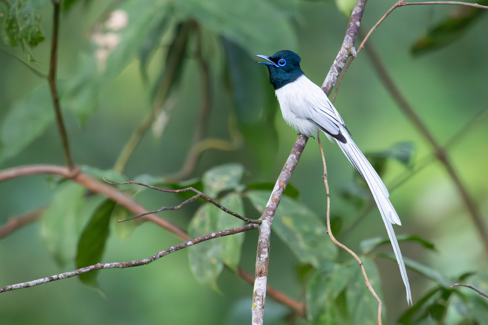 Blyth's Paradise Flycatcher (male)