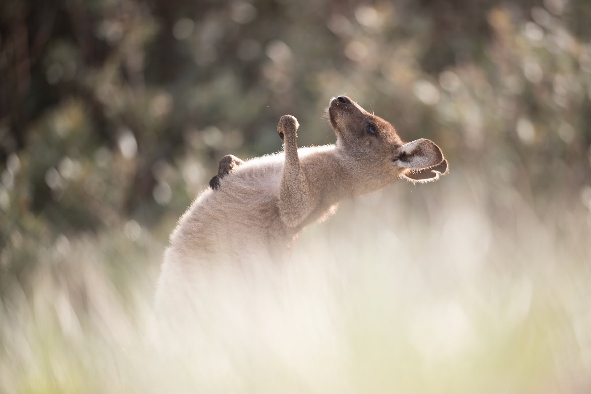 Eastern Grey Kangaroo