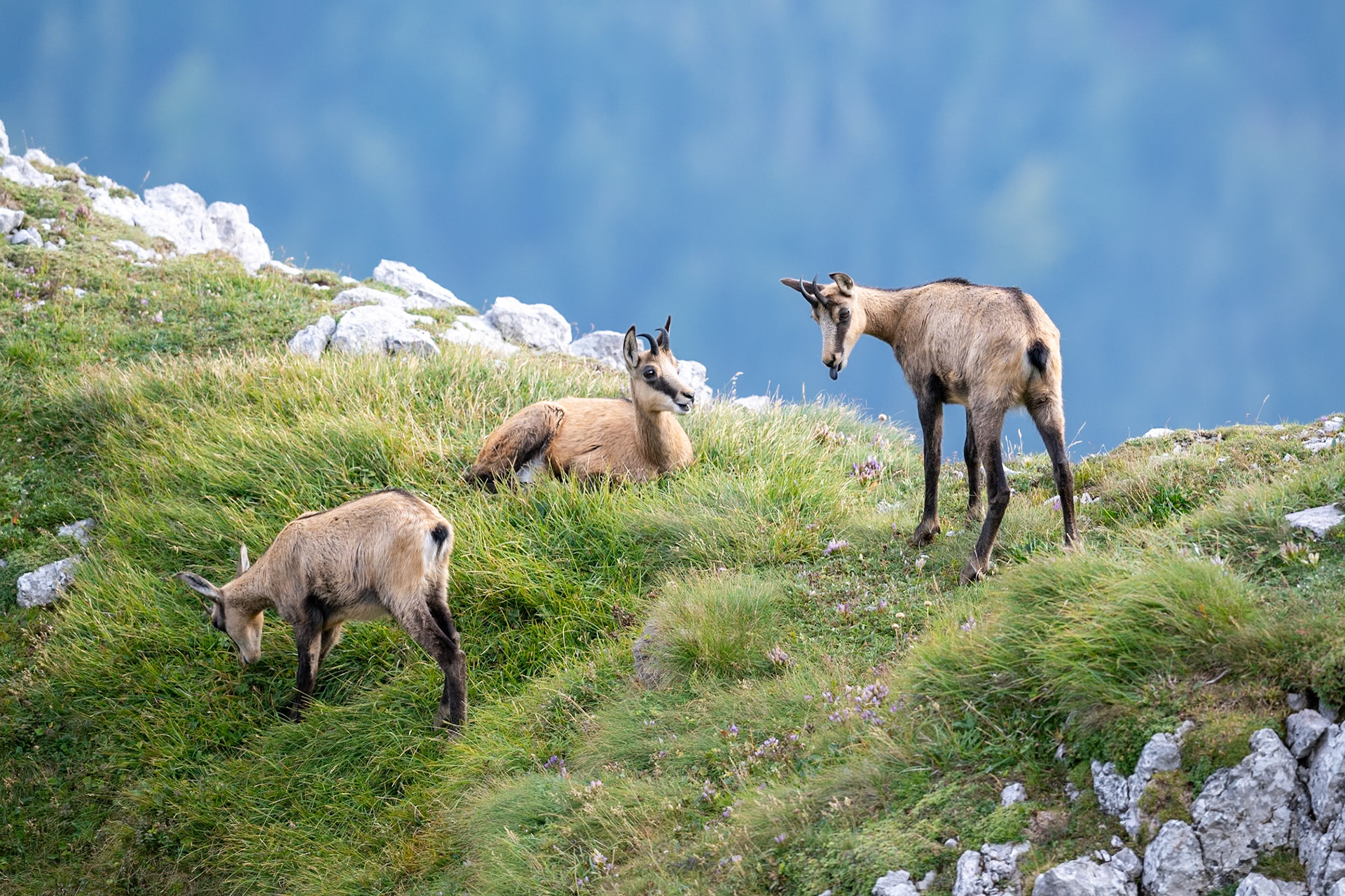 Alpine/Northern Chamois family in the mountains of Austria