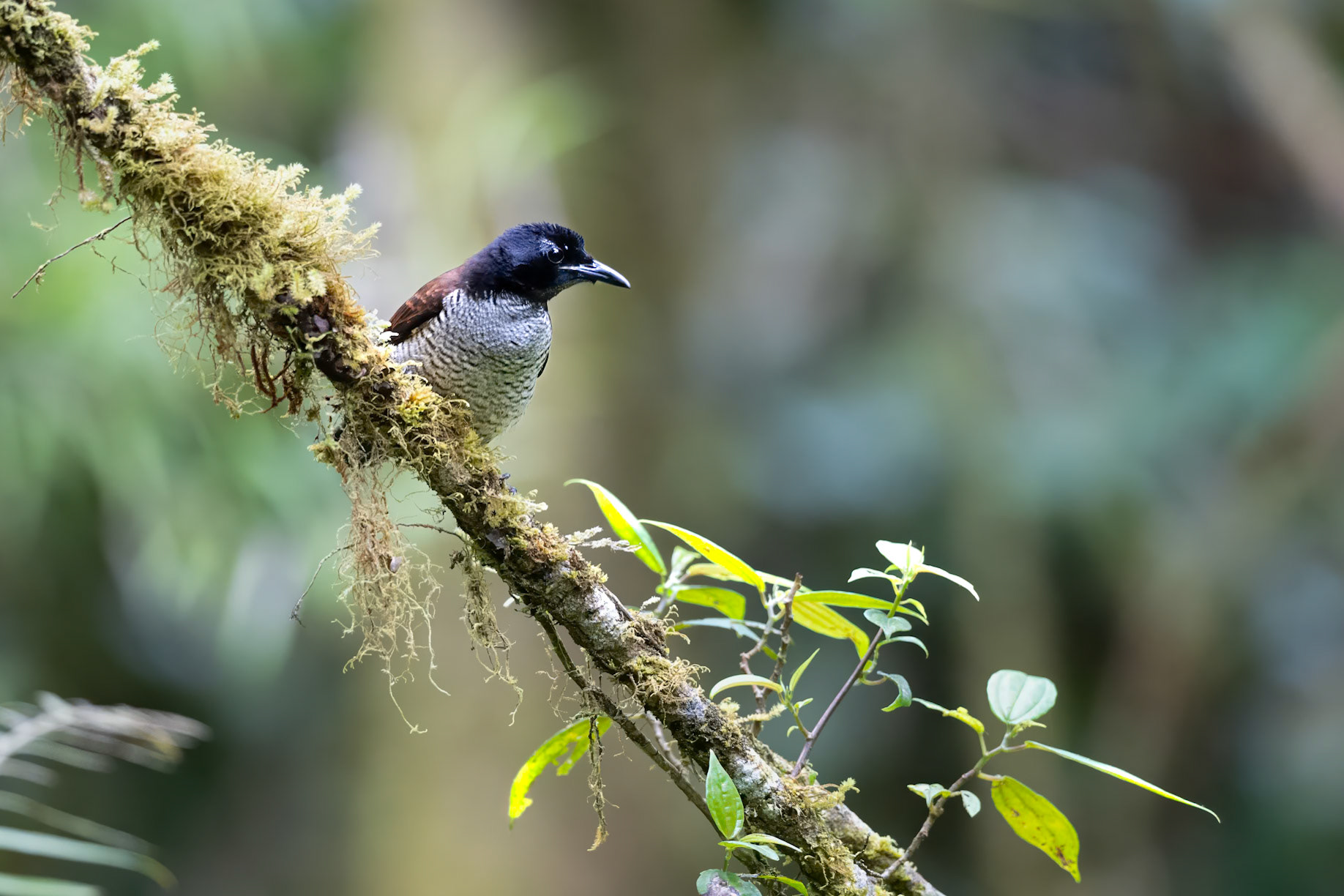 Vogelkop Lophorina female