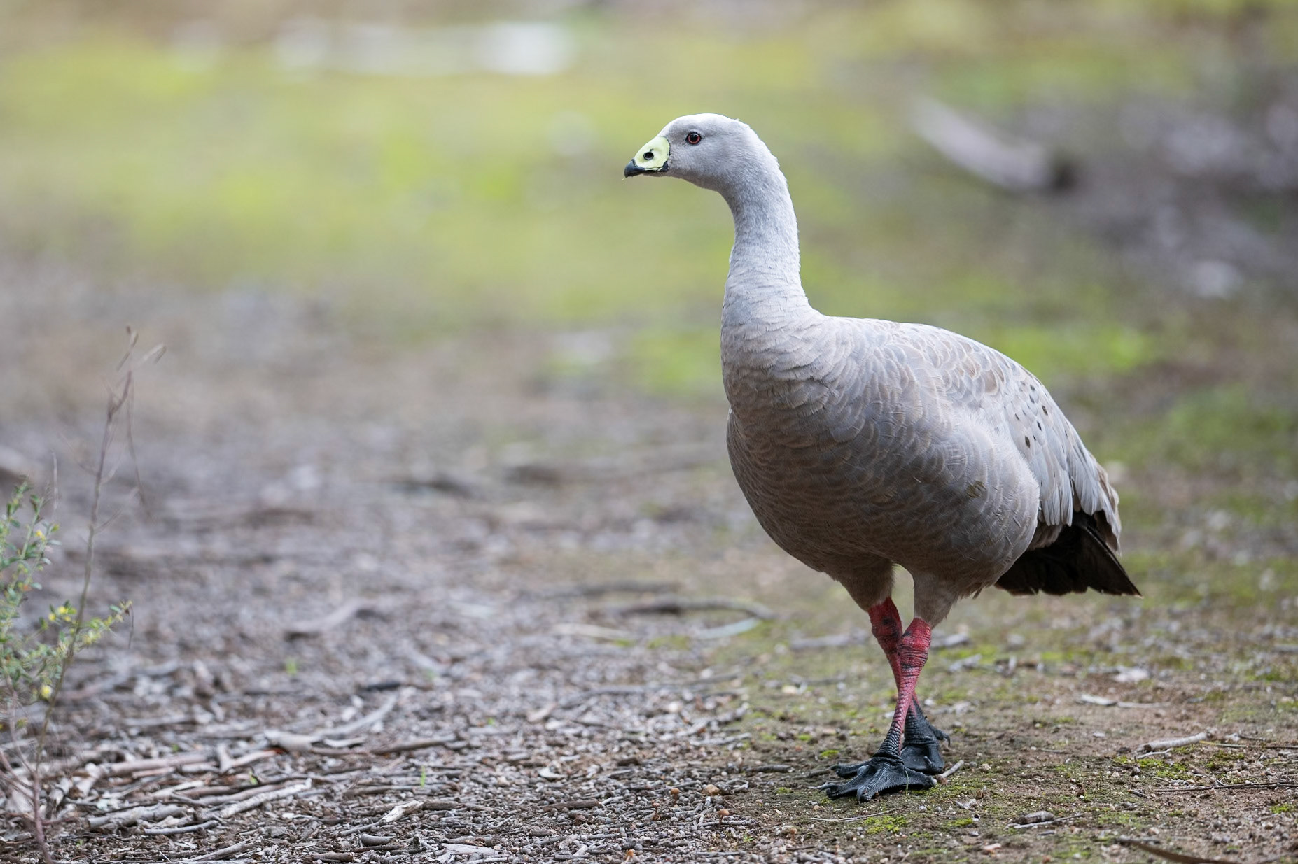 Cape Barren Goose