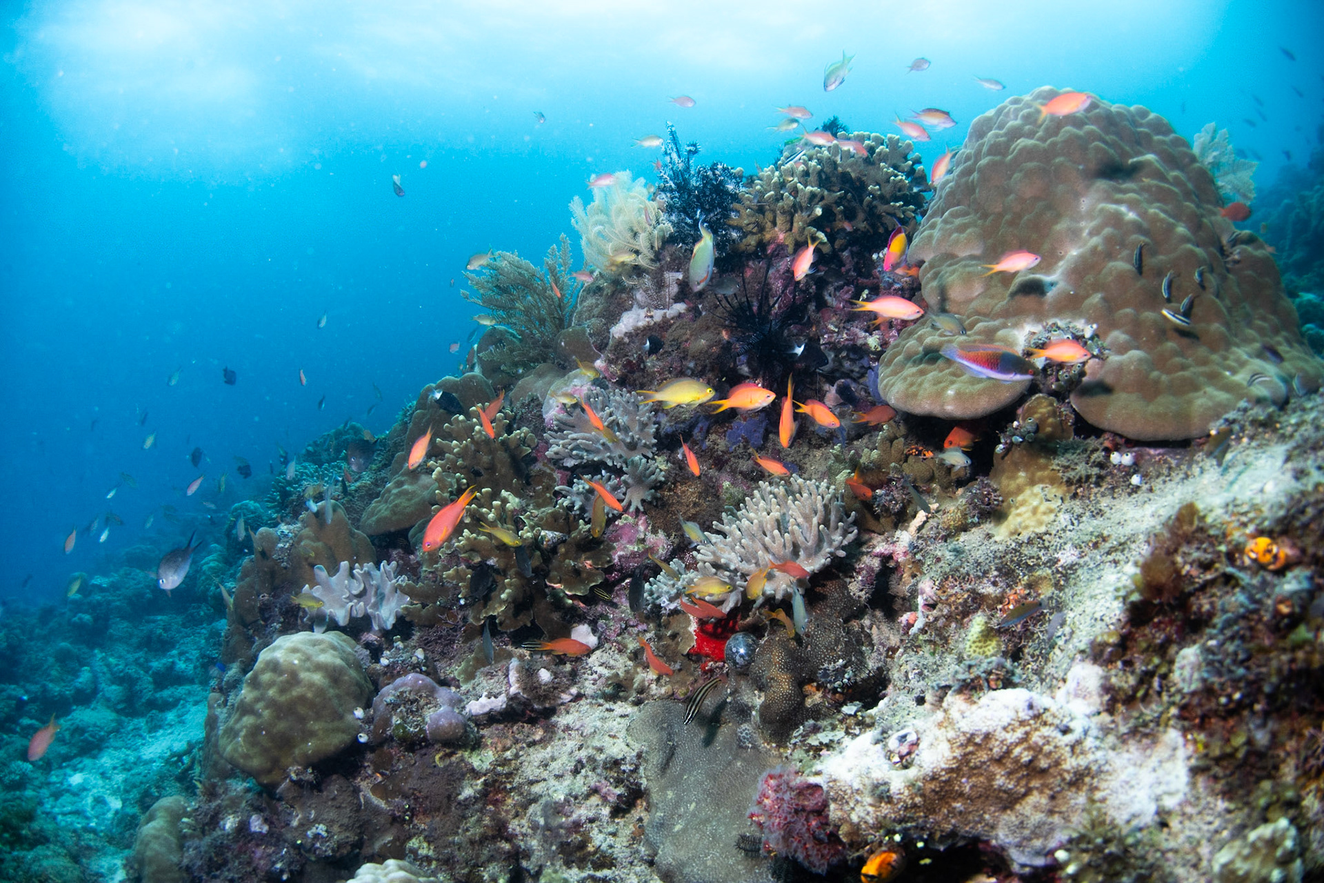 Coral Reef at Kapalai