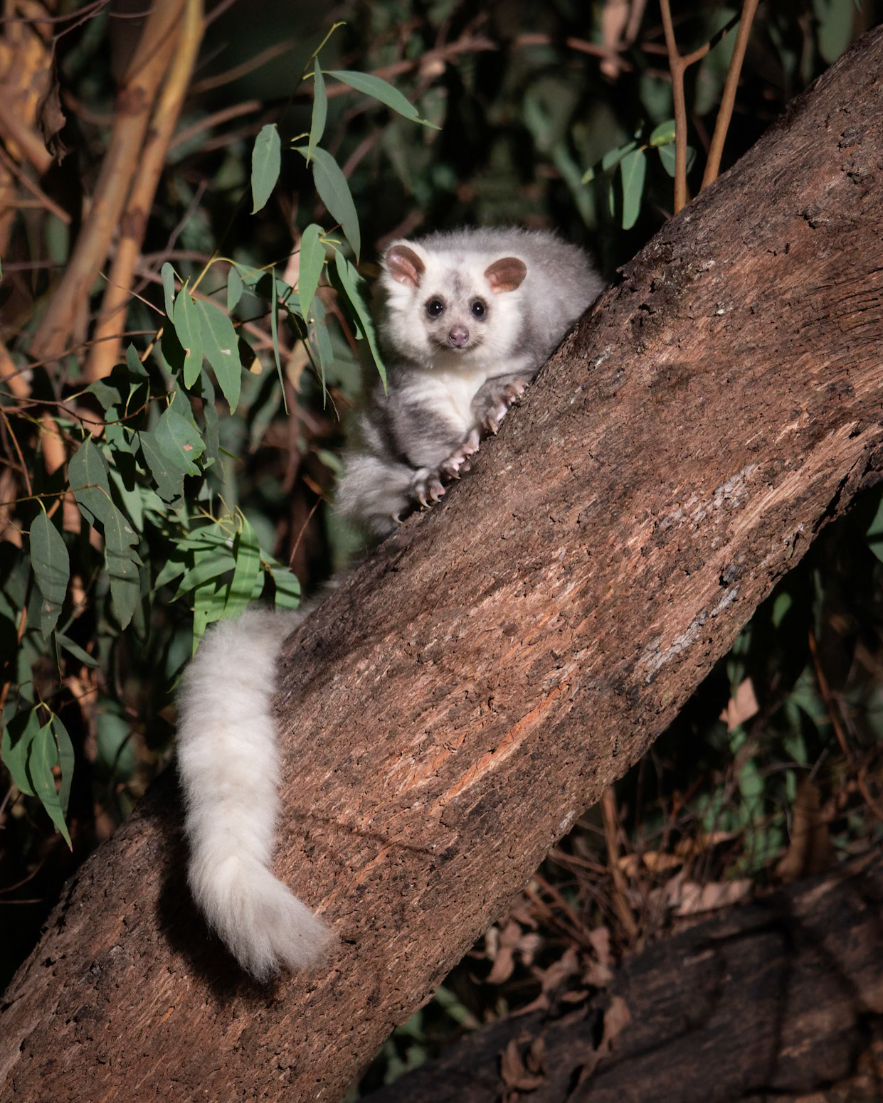 Greater Glider (white morph)
