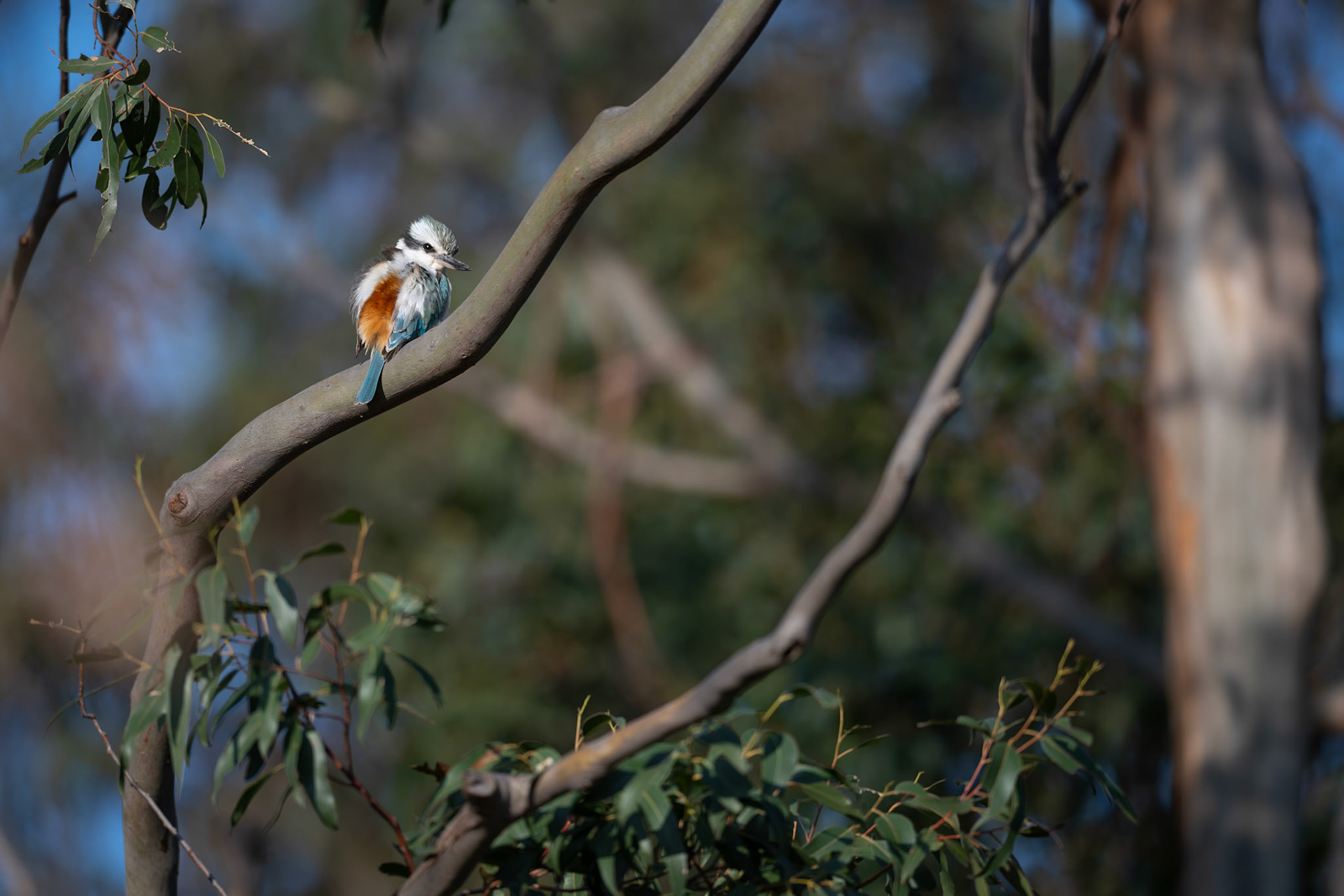 Red-backed Kingfisher that turned up in Melbourne