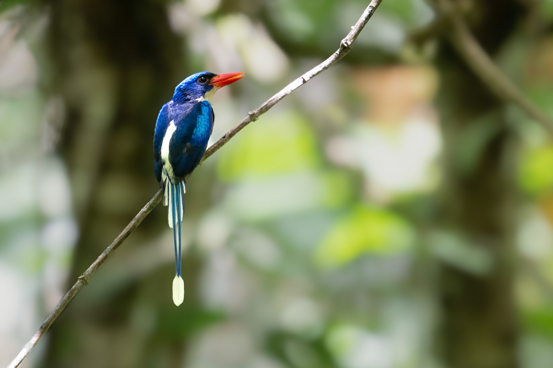 Common Paradise Kingfisher