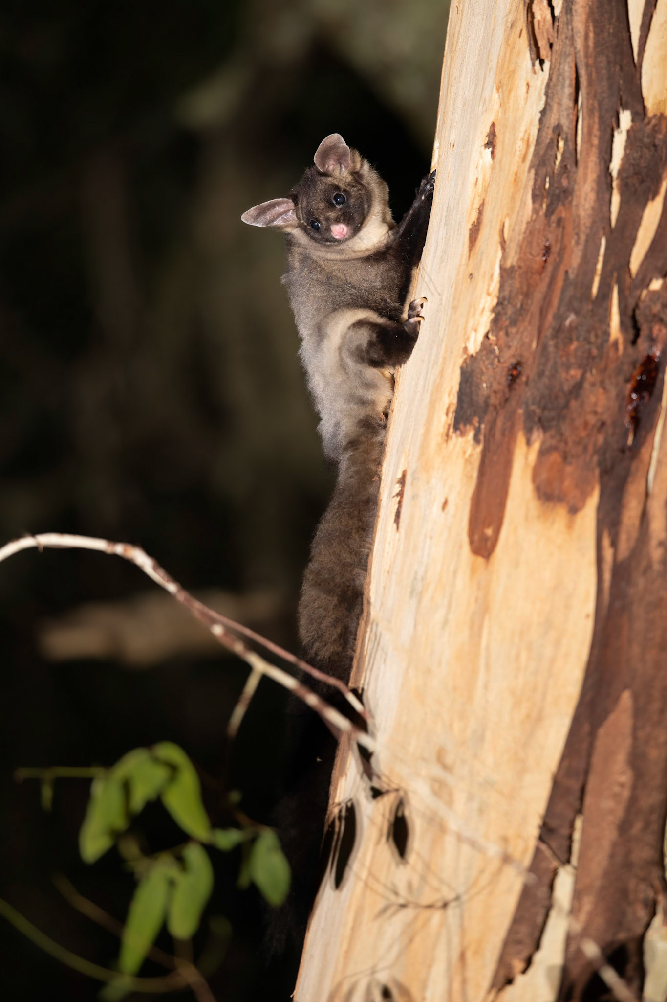 Yellow-bellied Glider on a Manna Gum