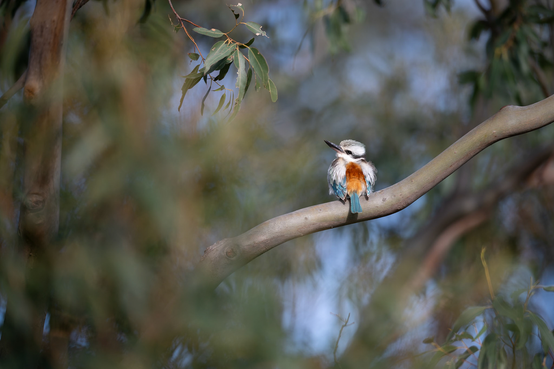 Red-backed Kingfisher that turned up in Melbourne