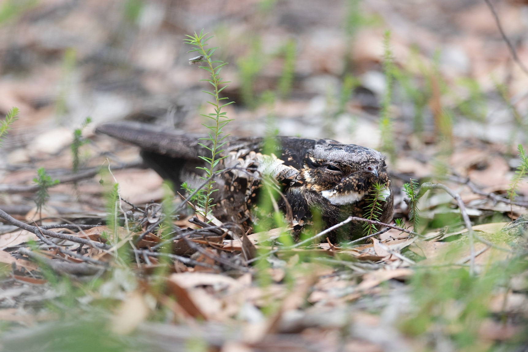 White-throated Nightjar