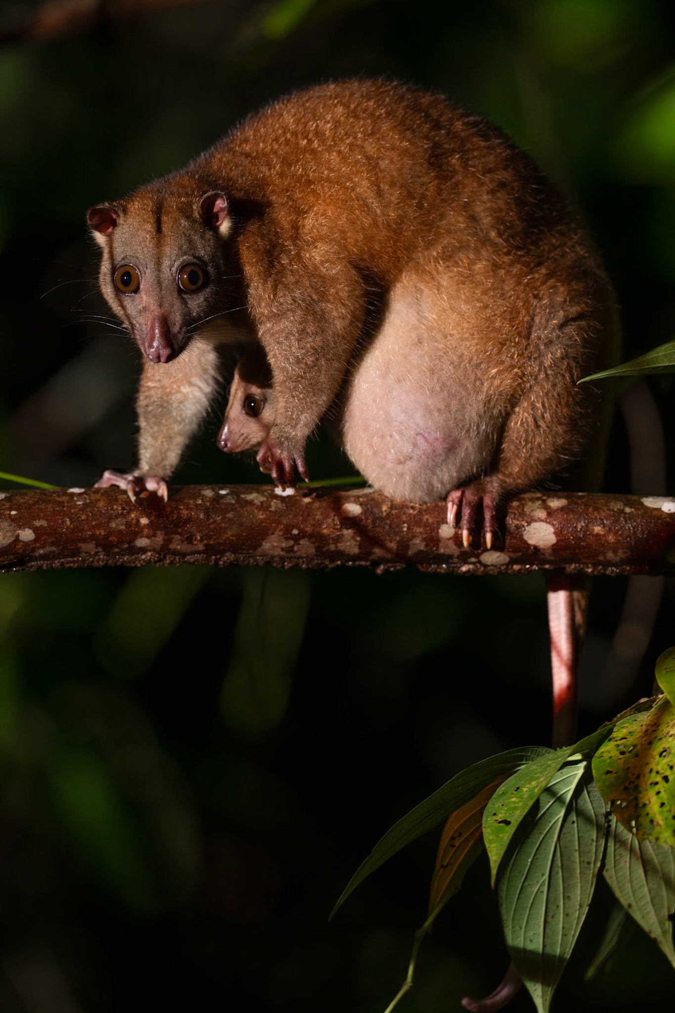 Northern Common Cuscus