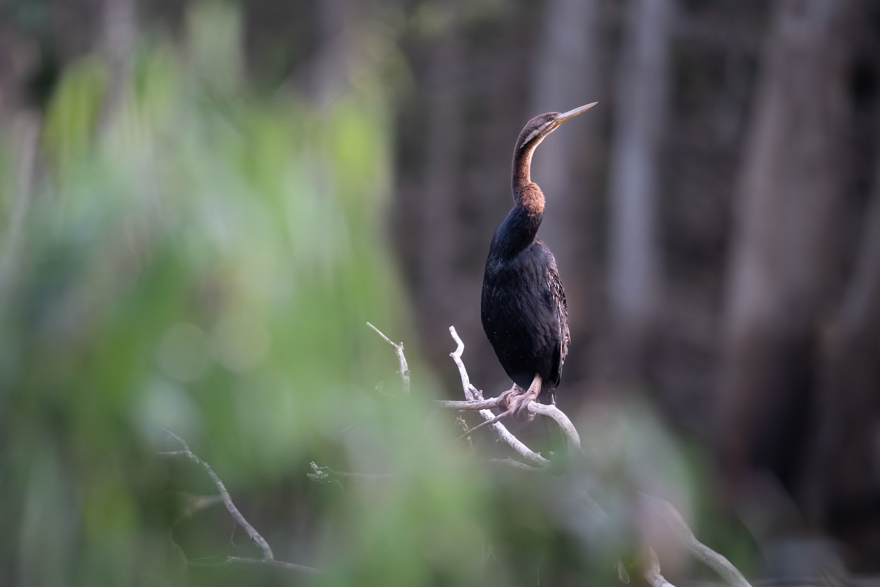 Australasian Darter