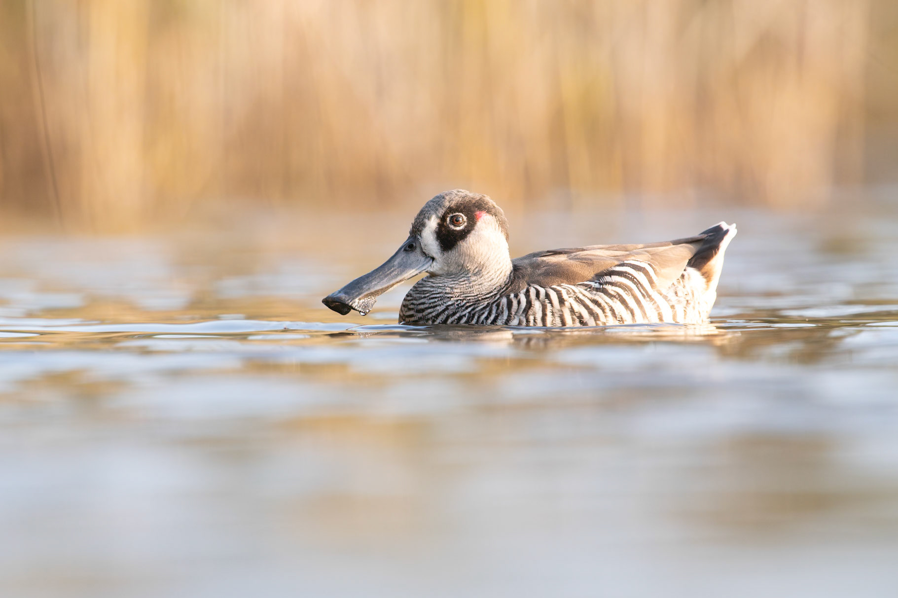 Pink-eared Duck