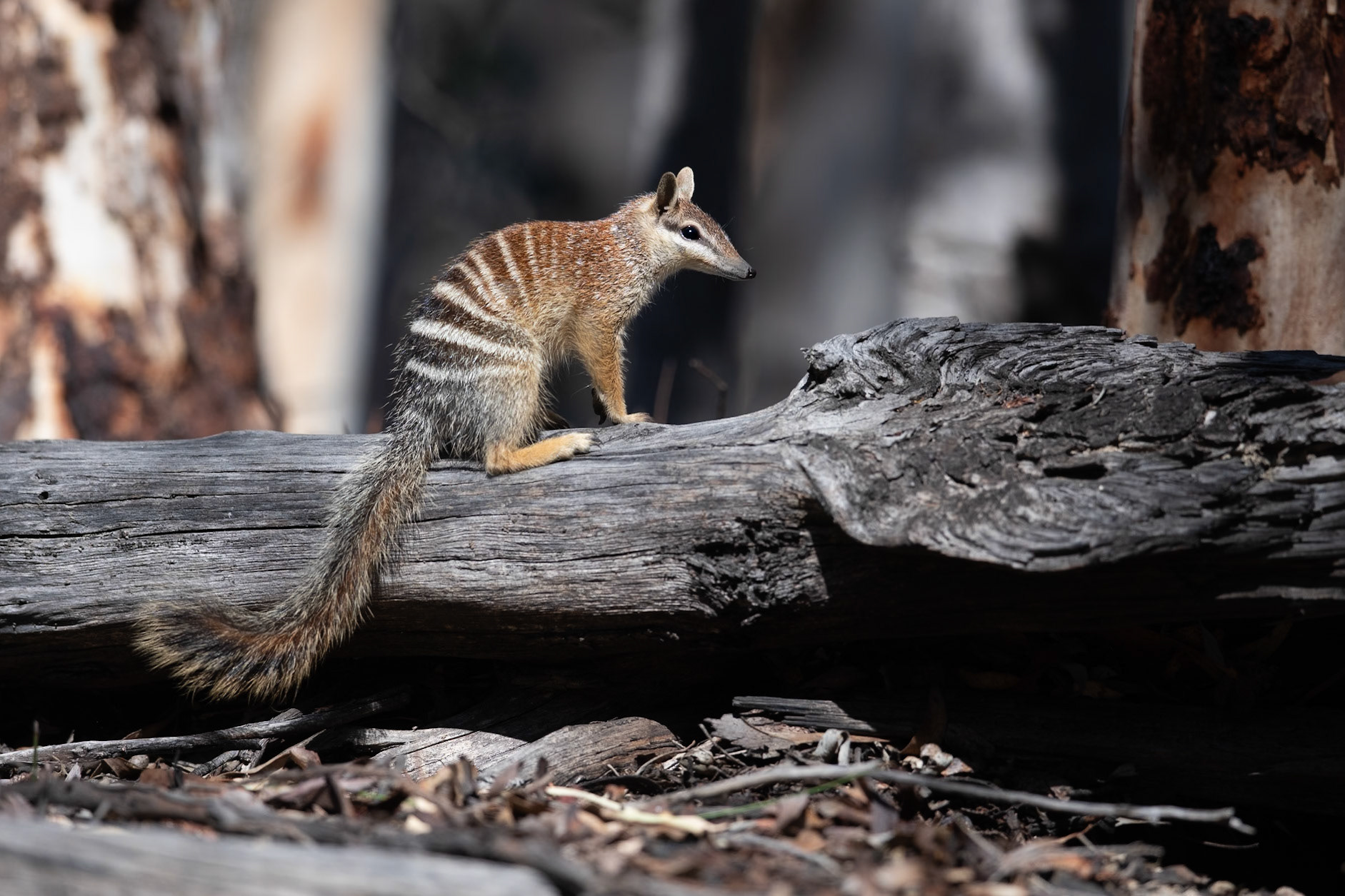 Numbat