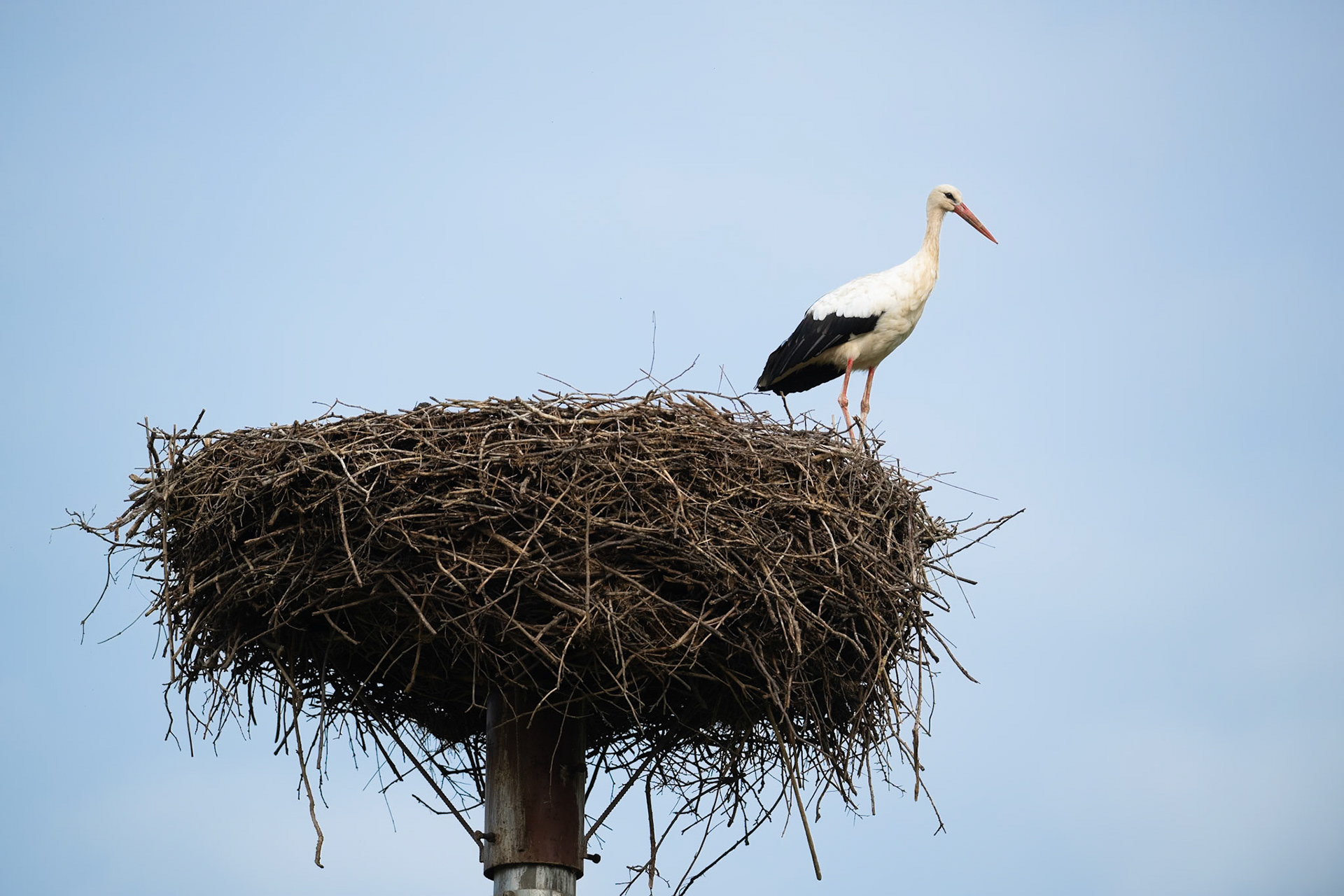 Stork on a nest