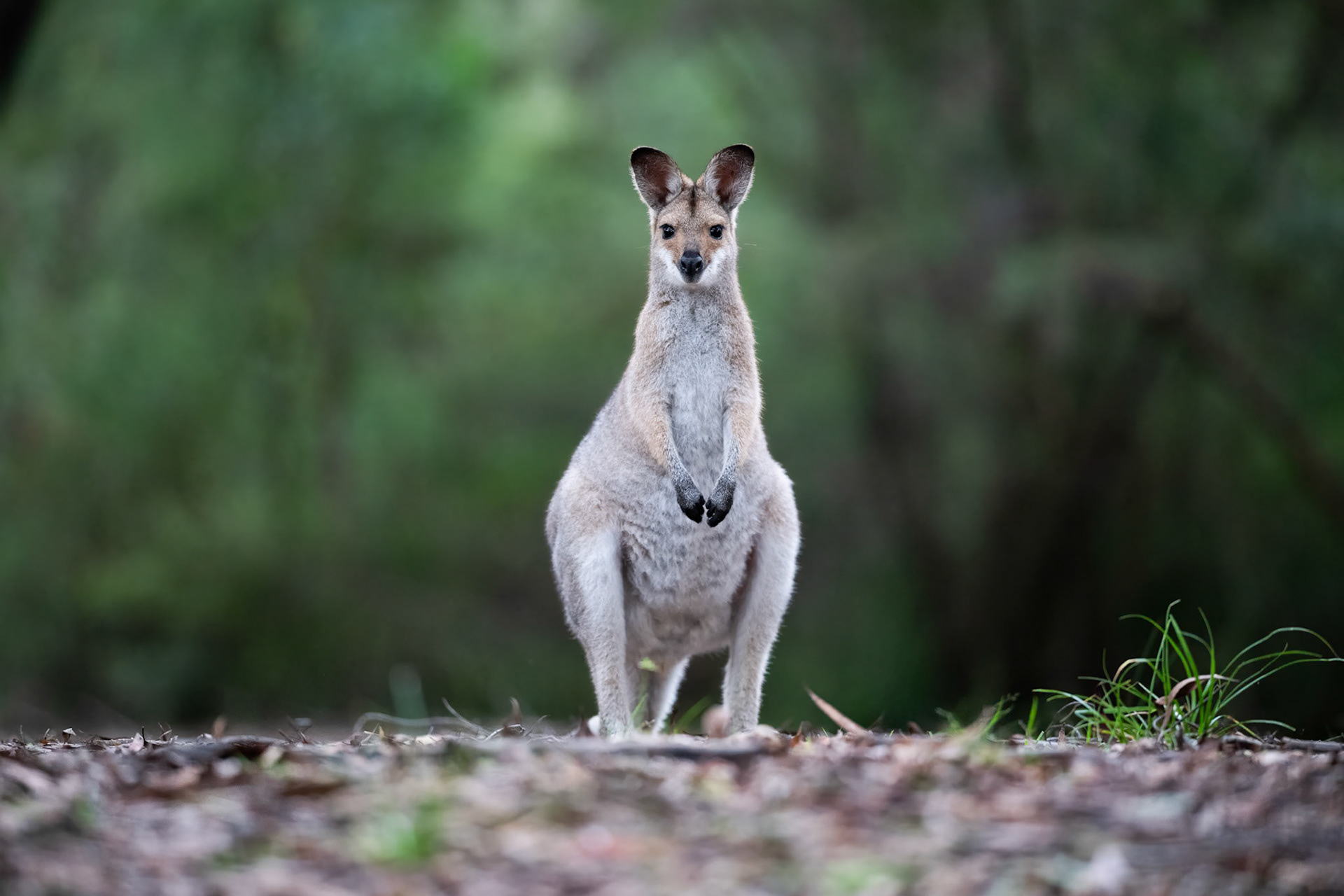 Red-necked Wallaby
