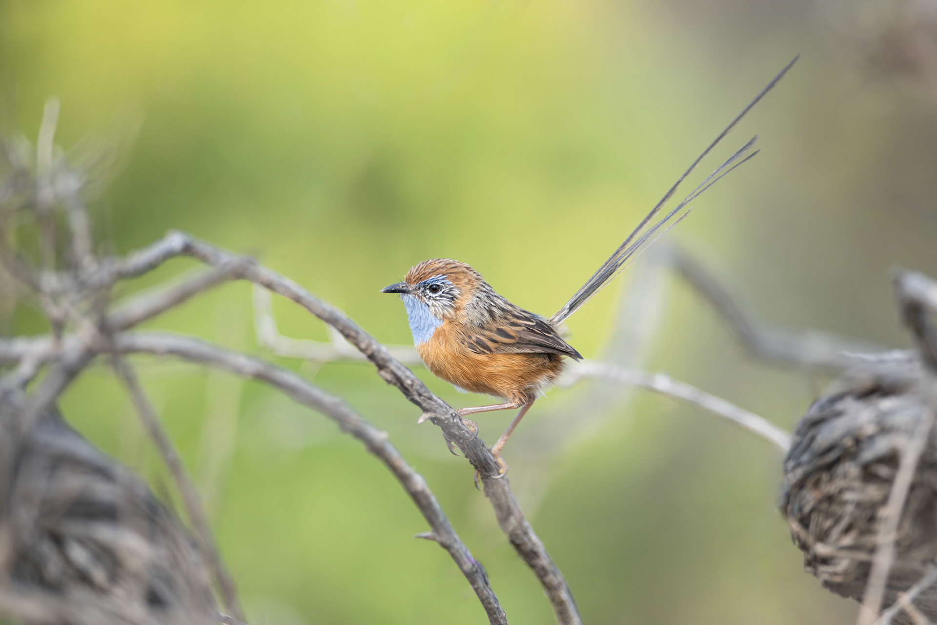 Southern Emu-wren