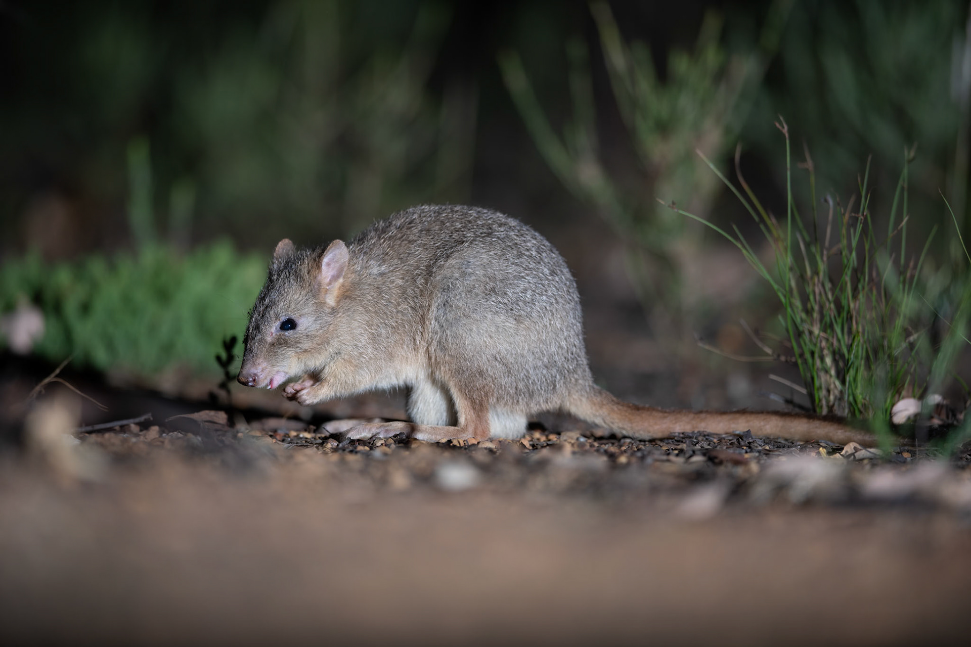 Woylie (Brush-tailed Bettong)