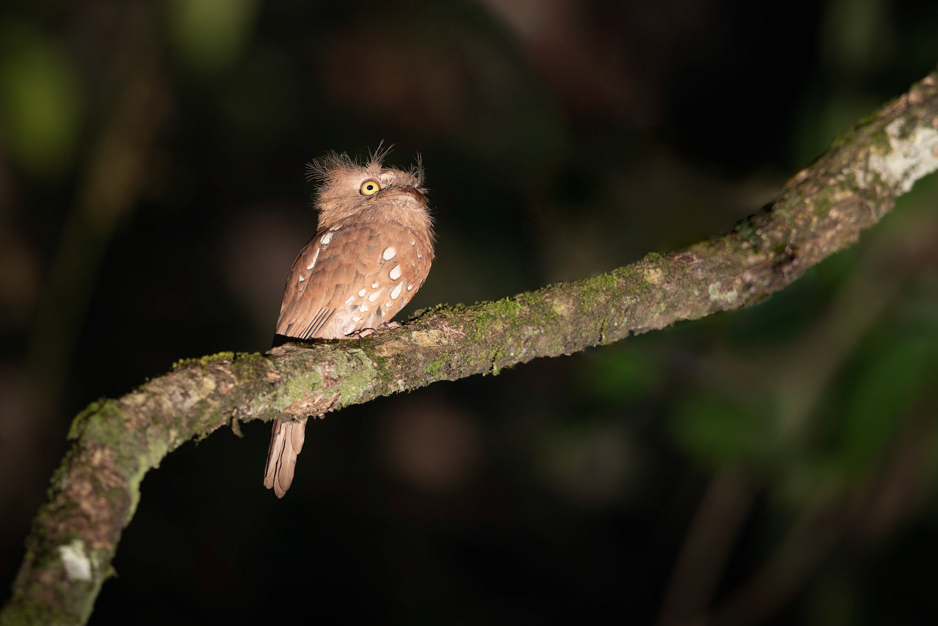 Sunda Frogmouth
