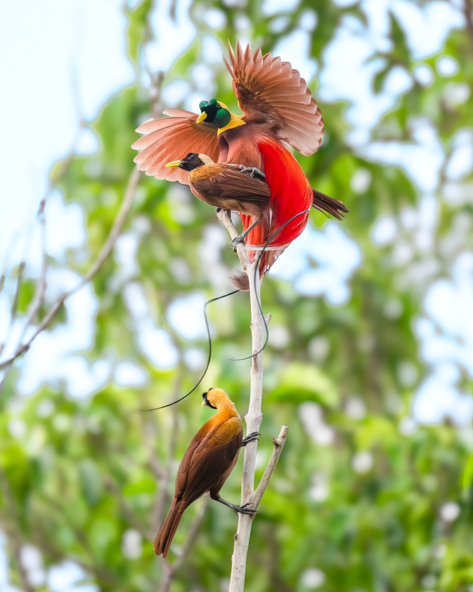 Red Bird-of-paradise