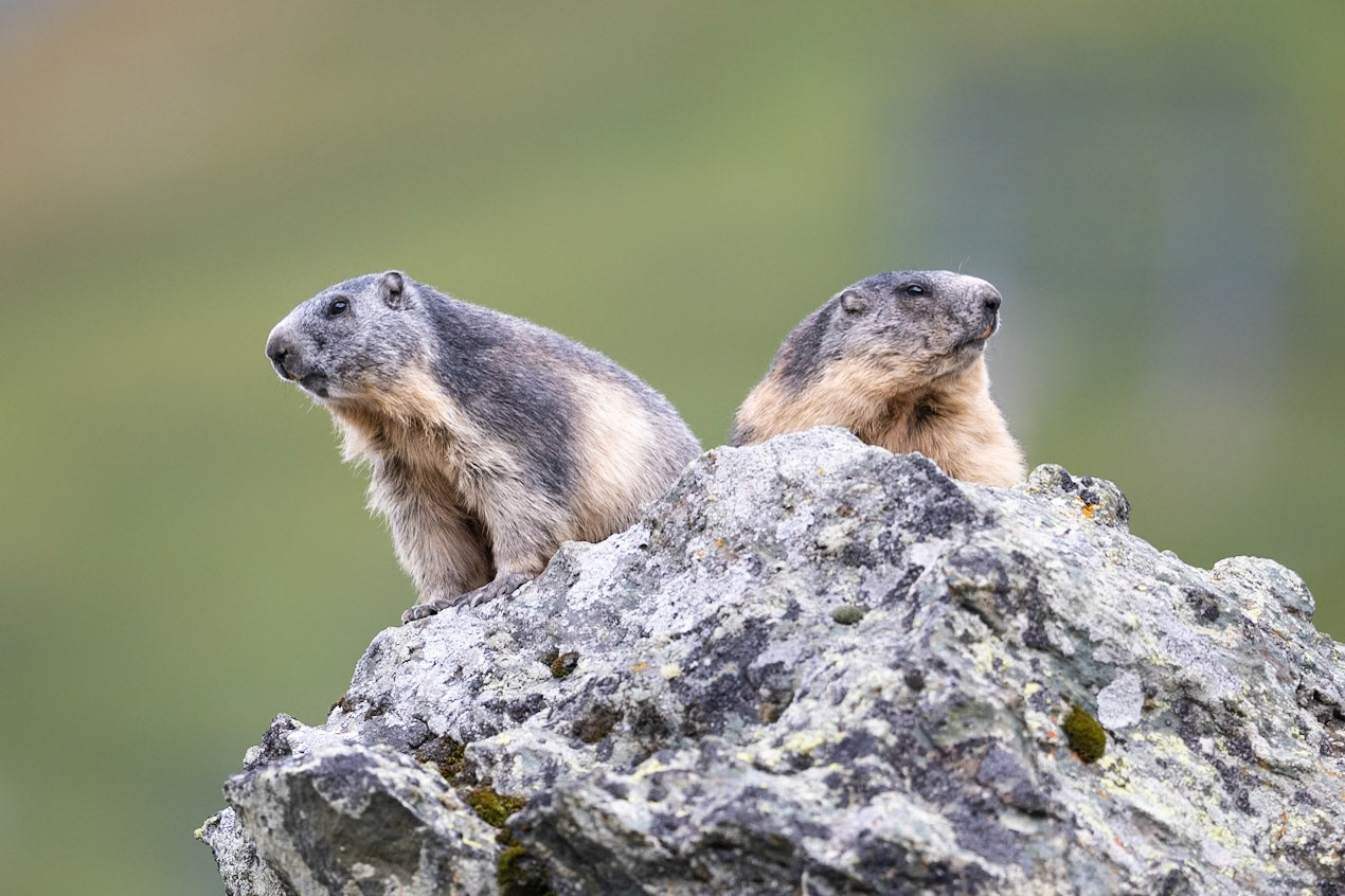 A pair of Alpine Marmots