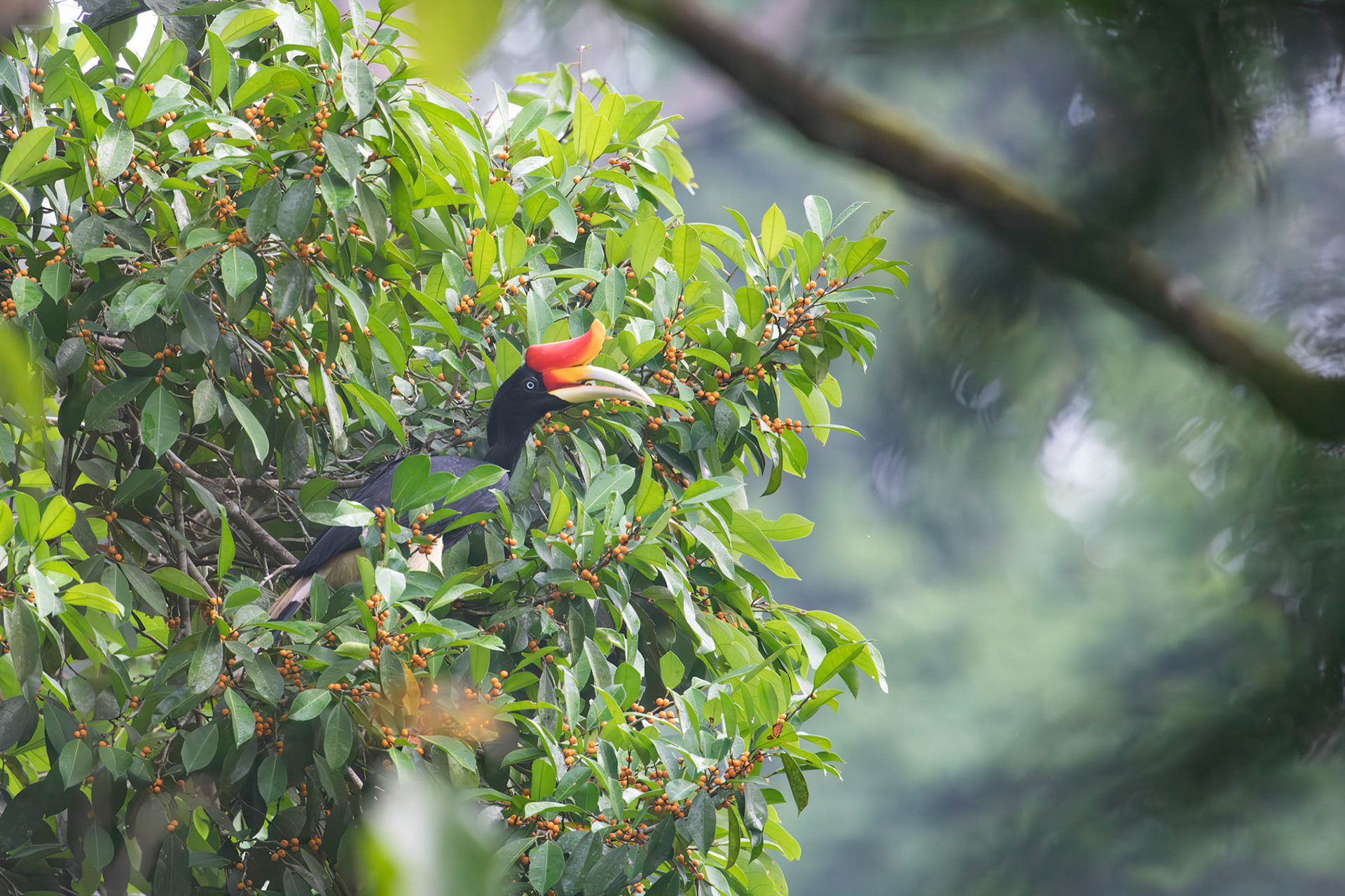 Rhinoceros Hornbill amongst figs