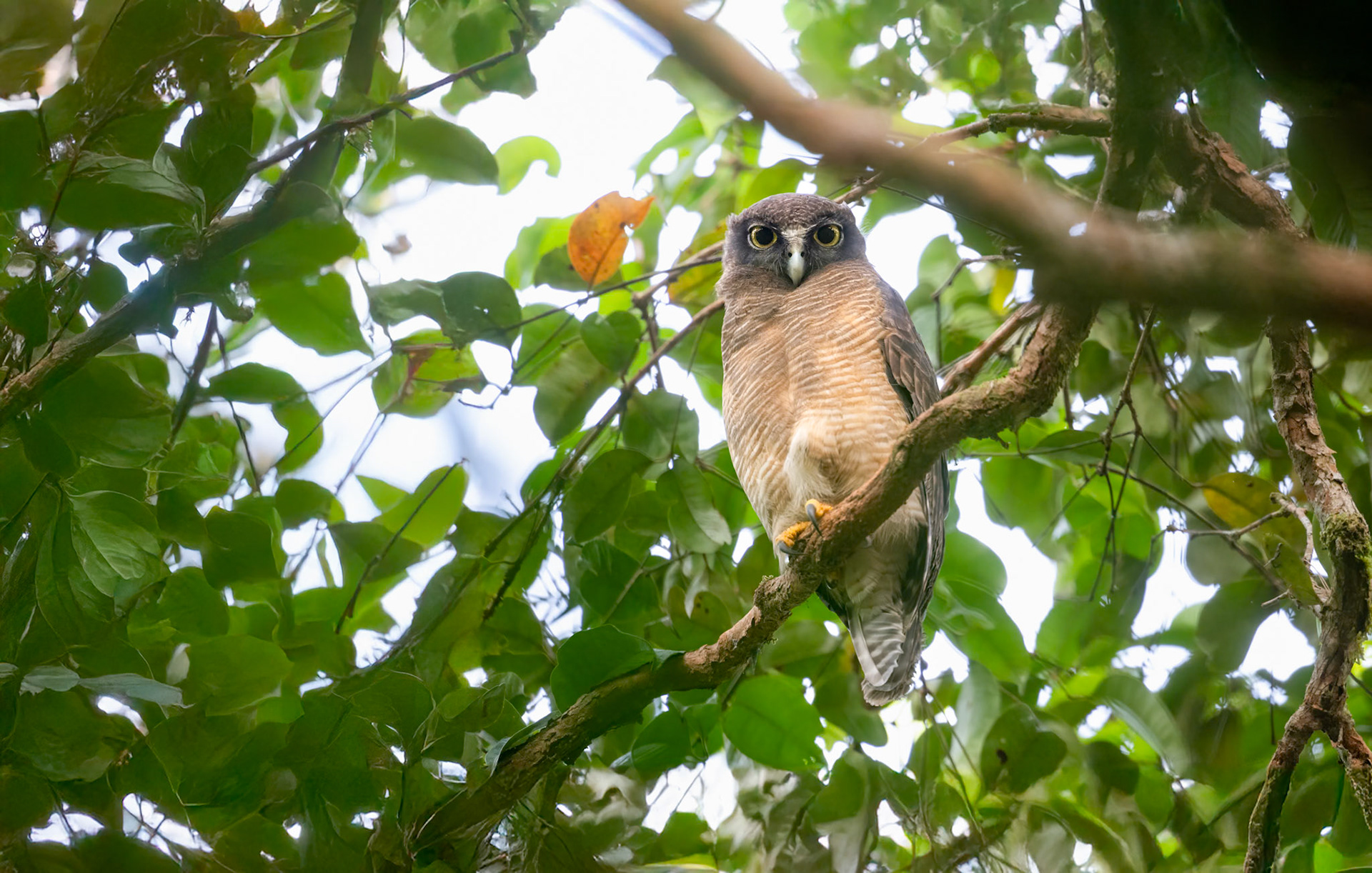 Rufous Owl