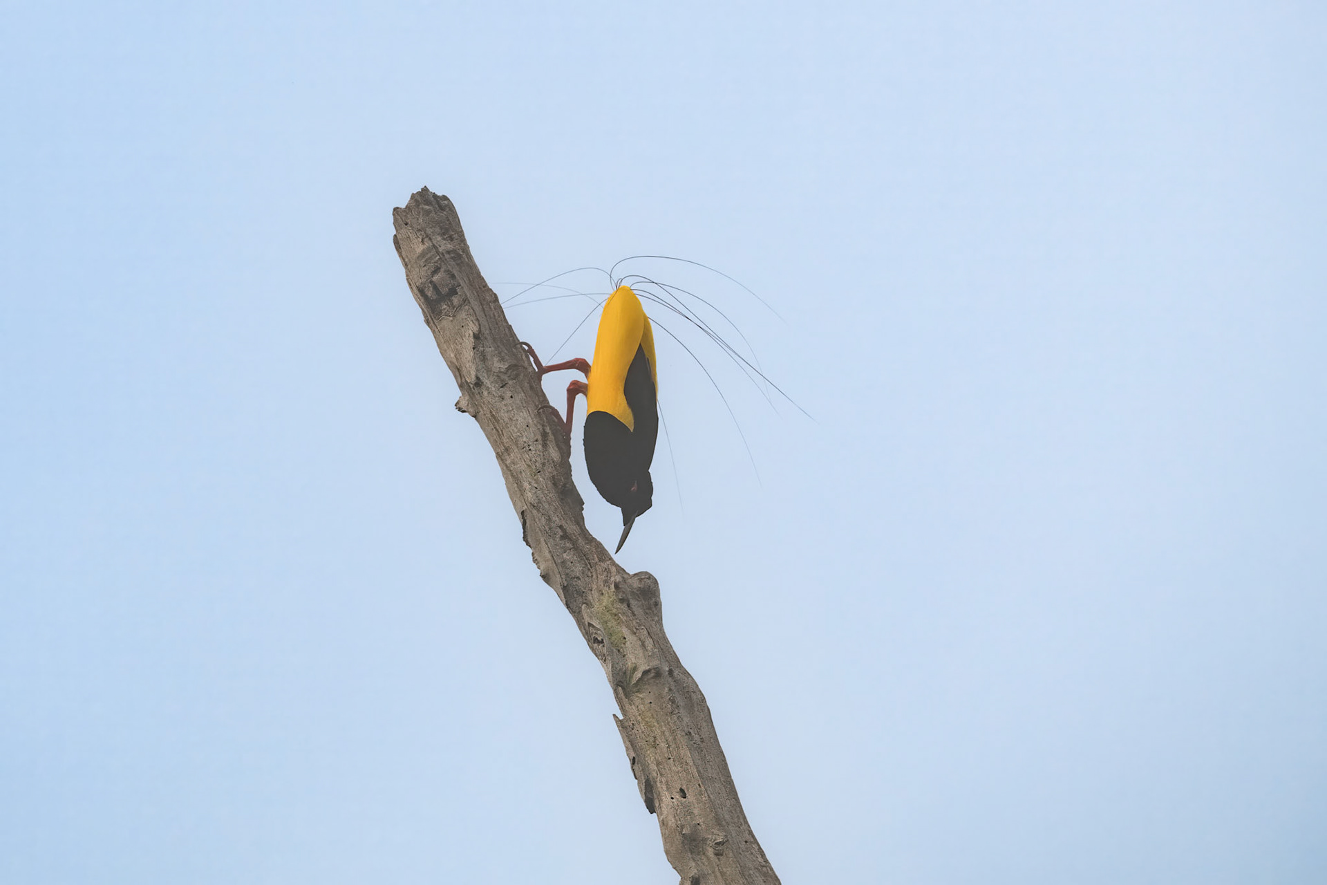 Twelve-wired Bird-of-paradise