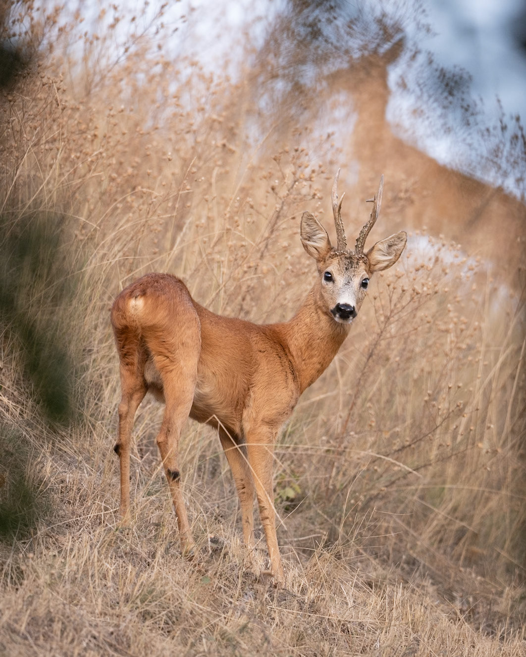 Western Roe deer at sunset