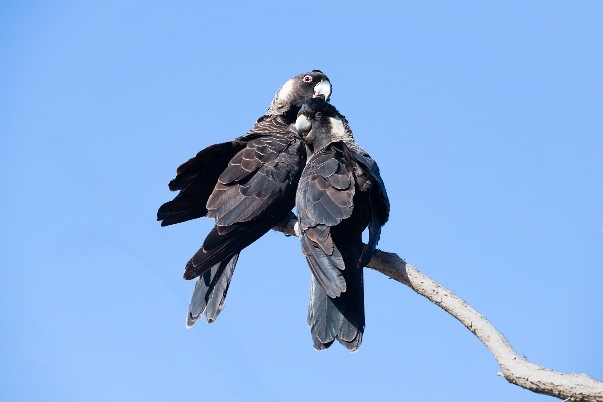 Carnaby's Black Cockatoo