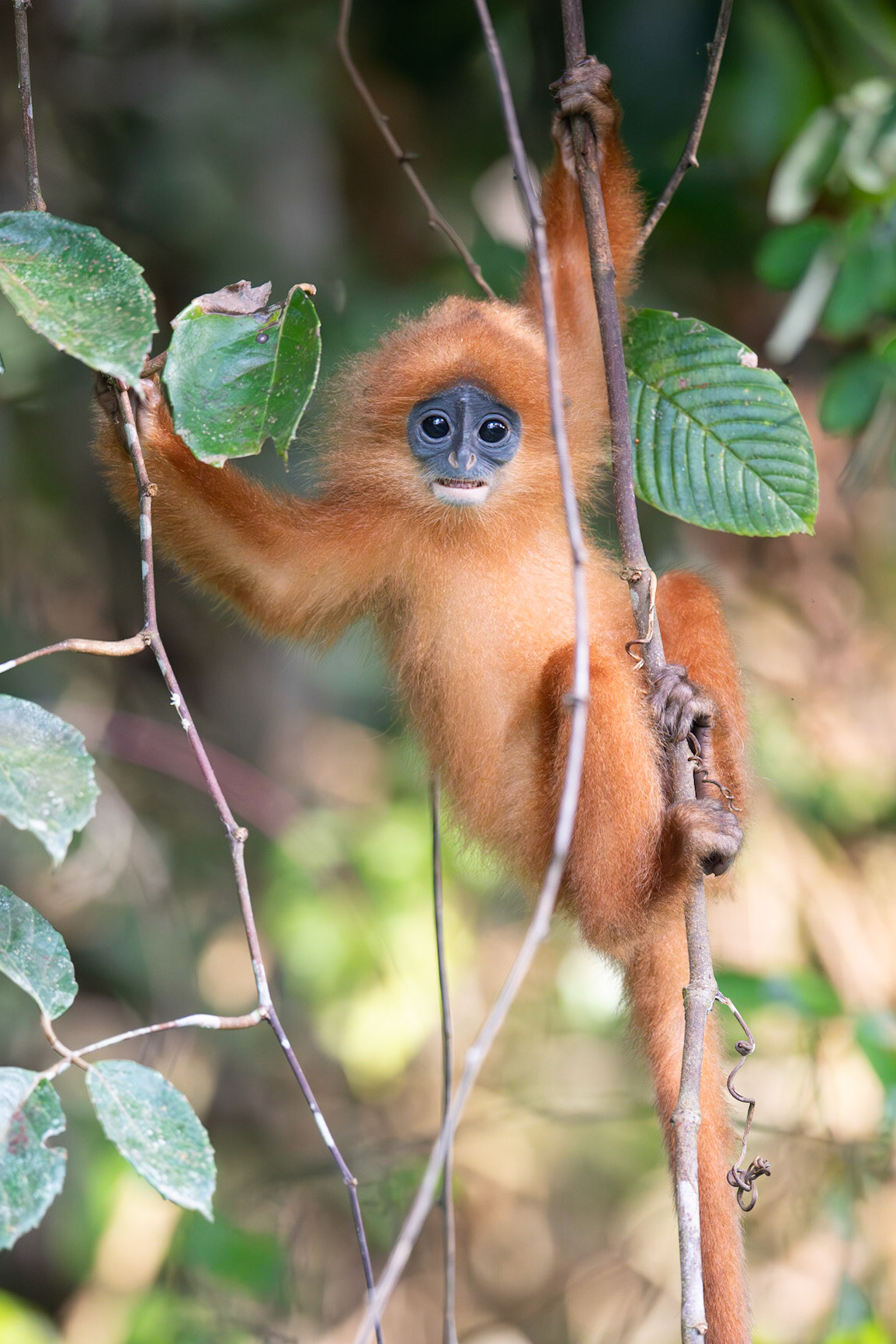 Baby Red Leaf Monkey