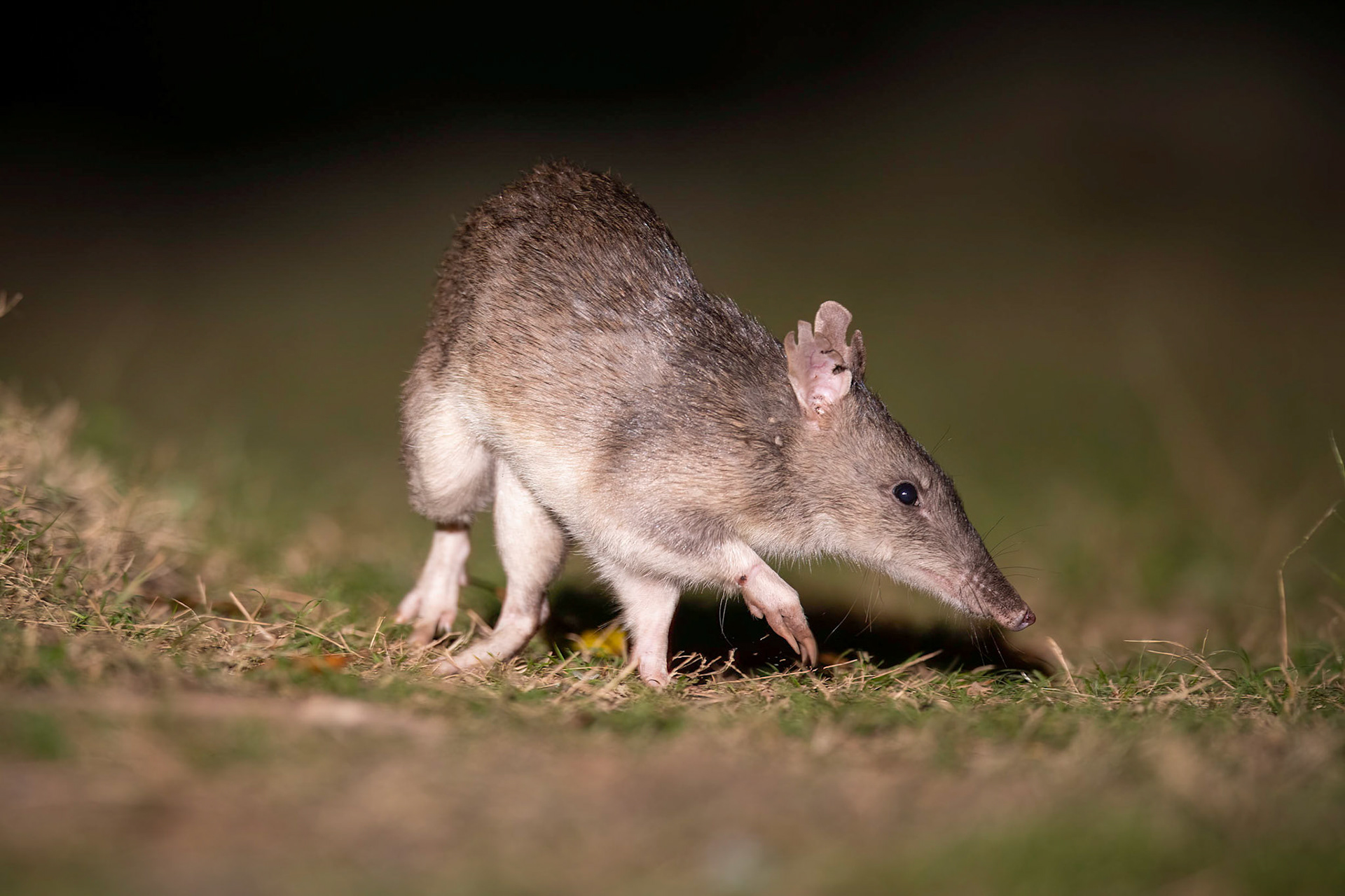 Long-nosed Bandicoot