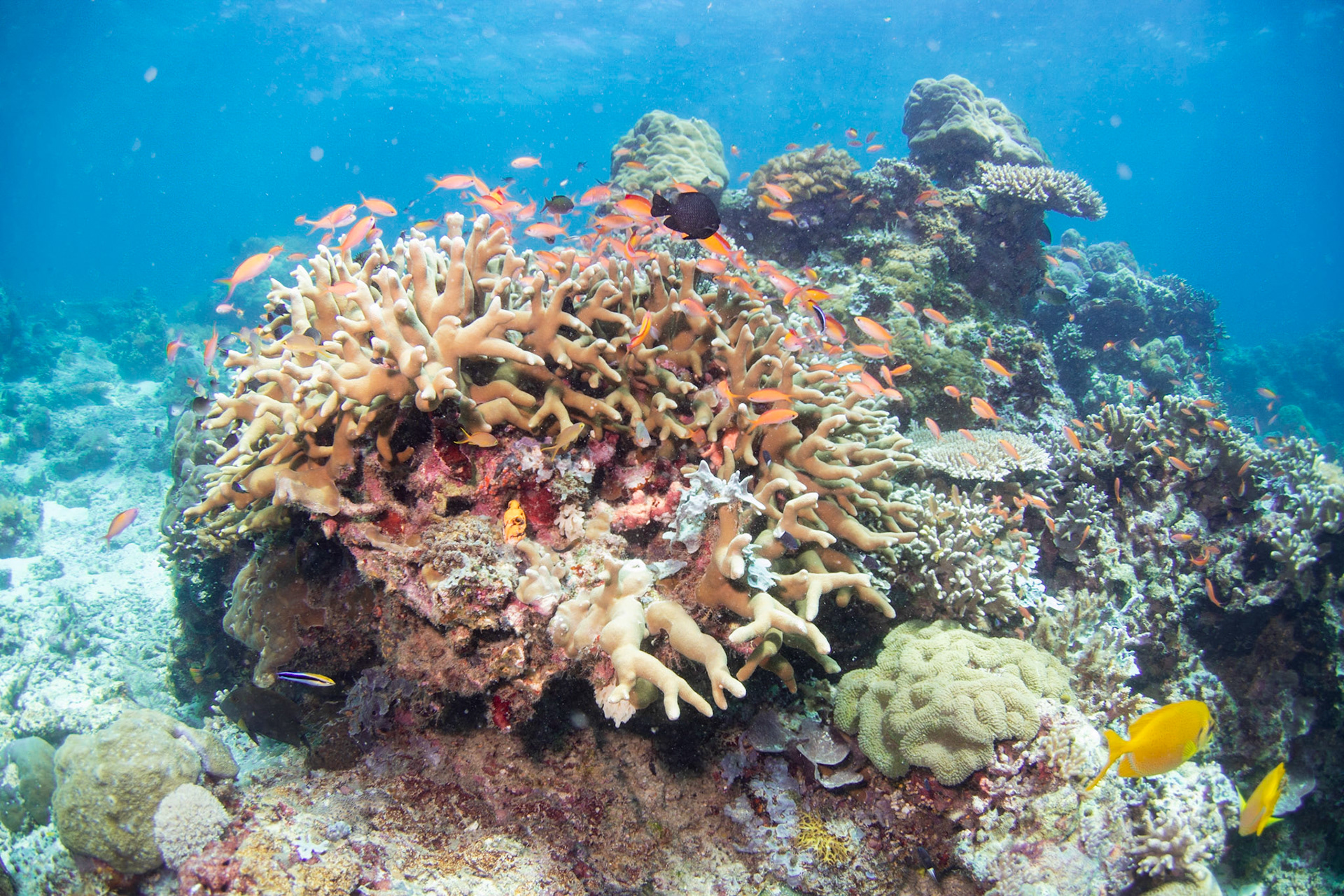 Reefs at Sipadan