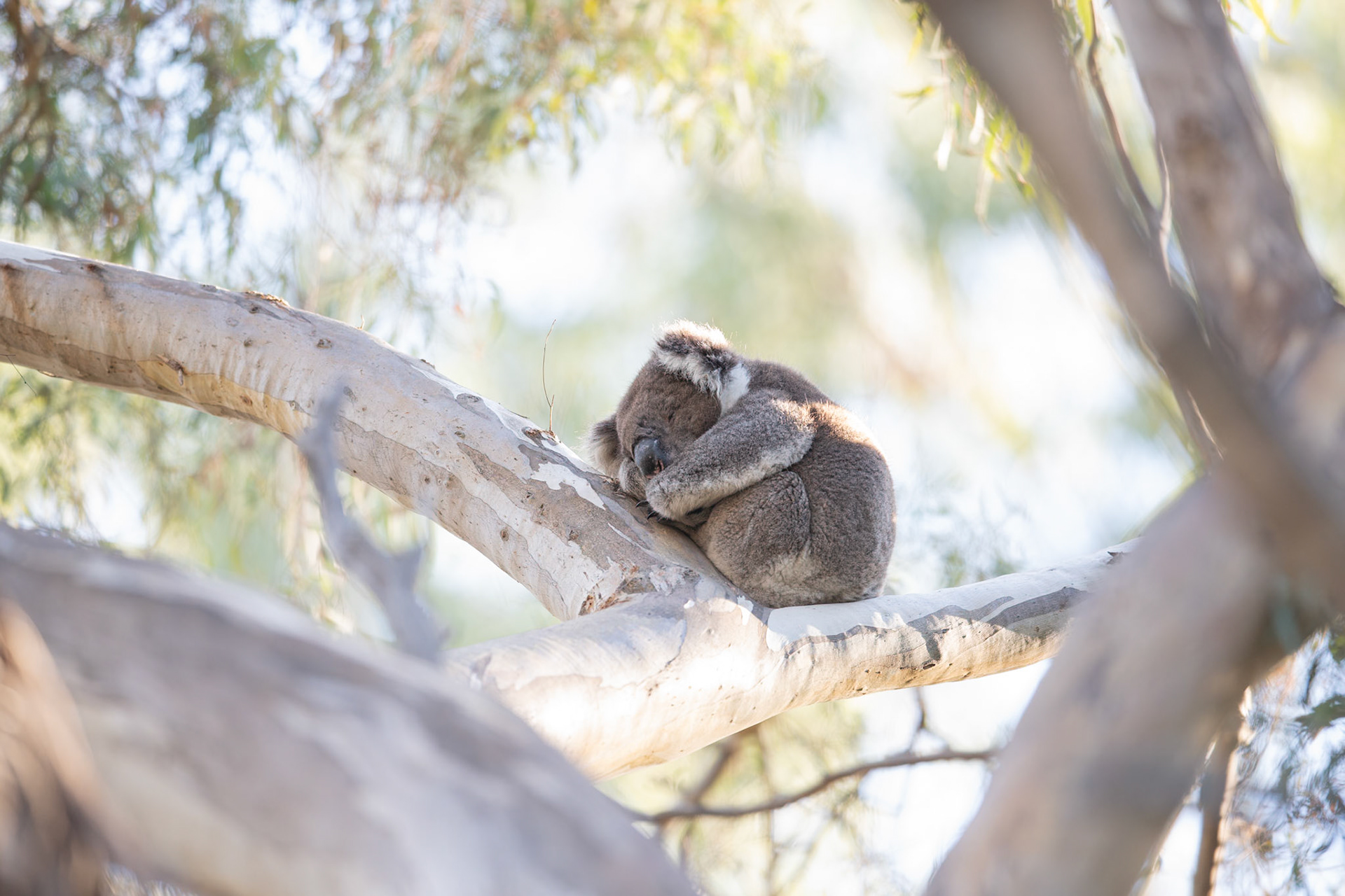 Koala sleeping