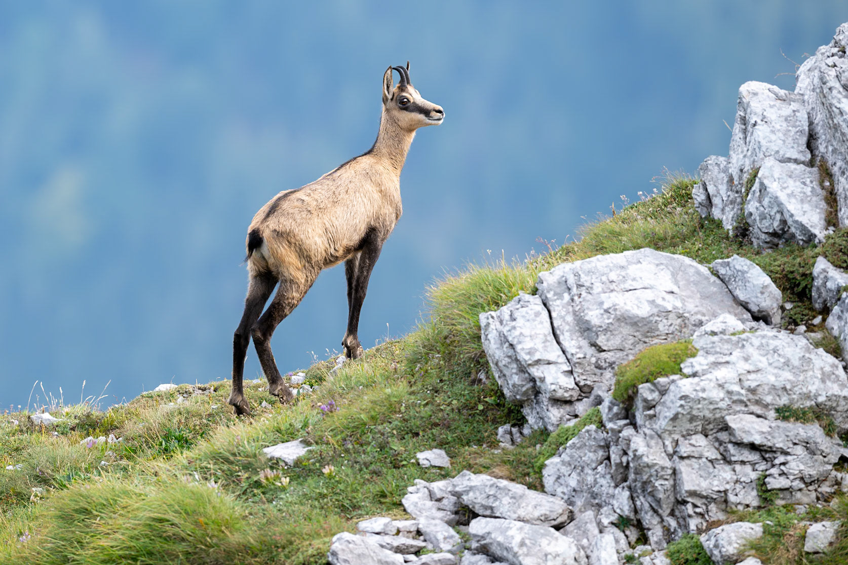 Alpine/Northern Chamois in the mountains of Austria