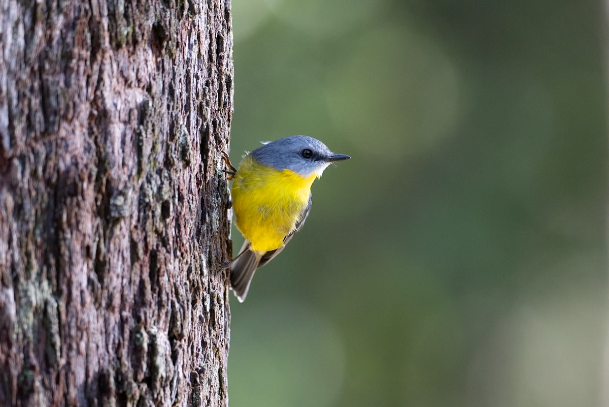 Eastern Yellow Robin