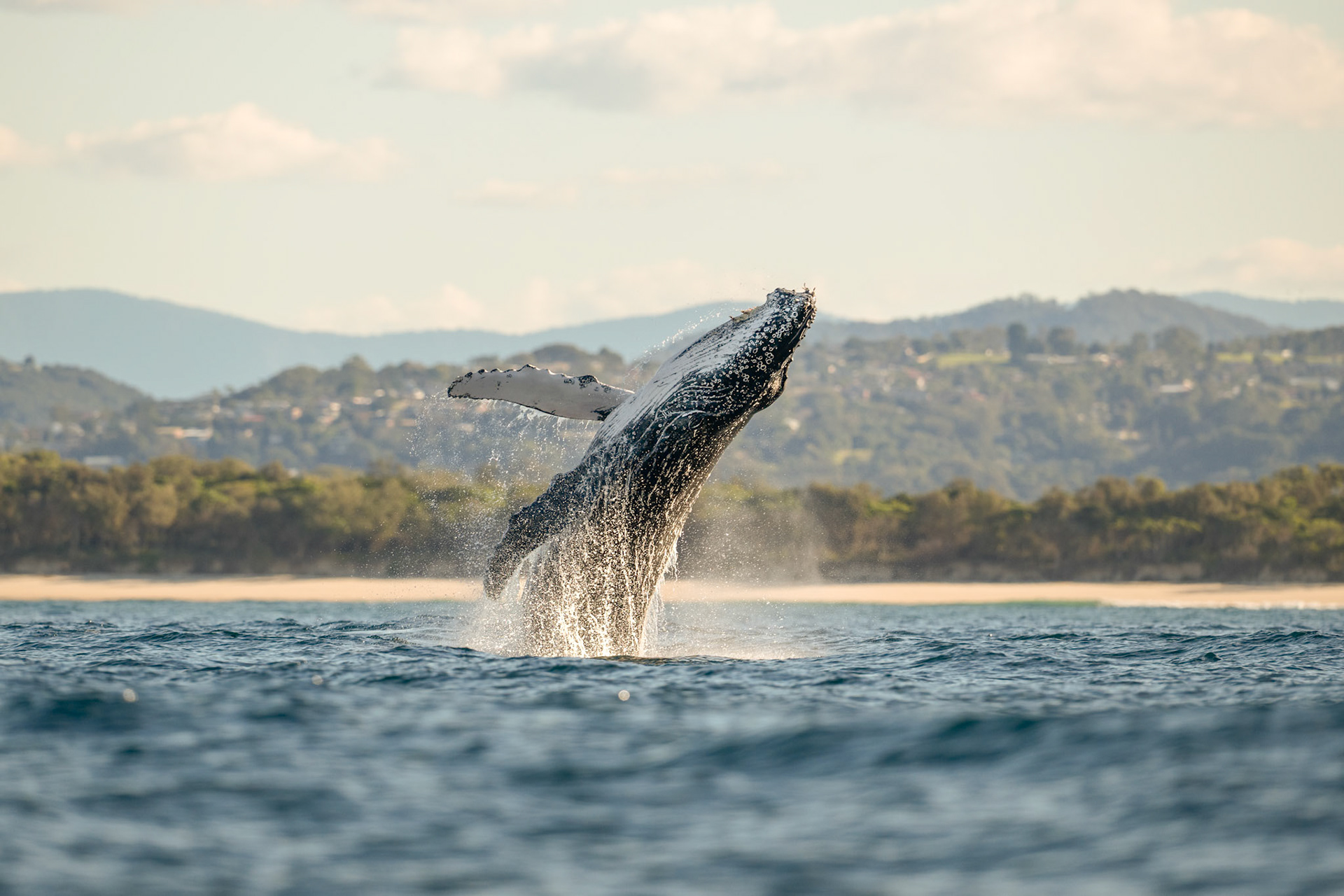 Humpback Whale