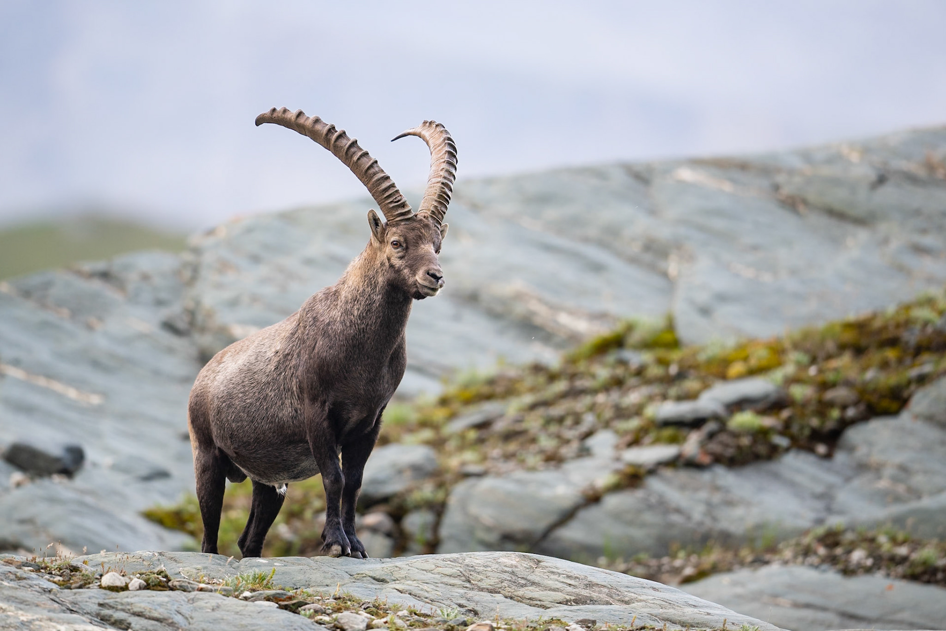 Alpine Ibex male