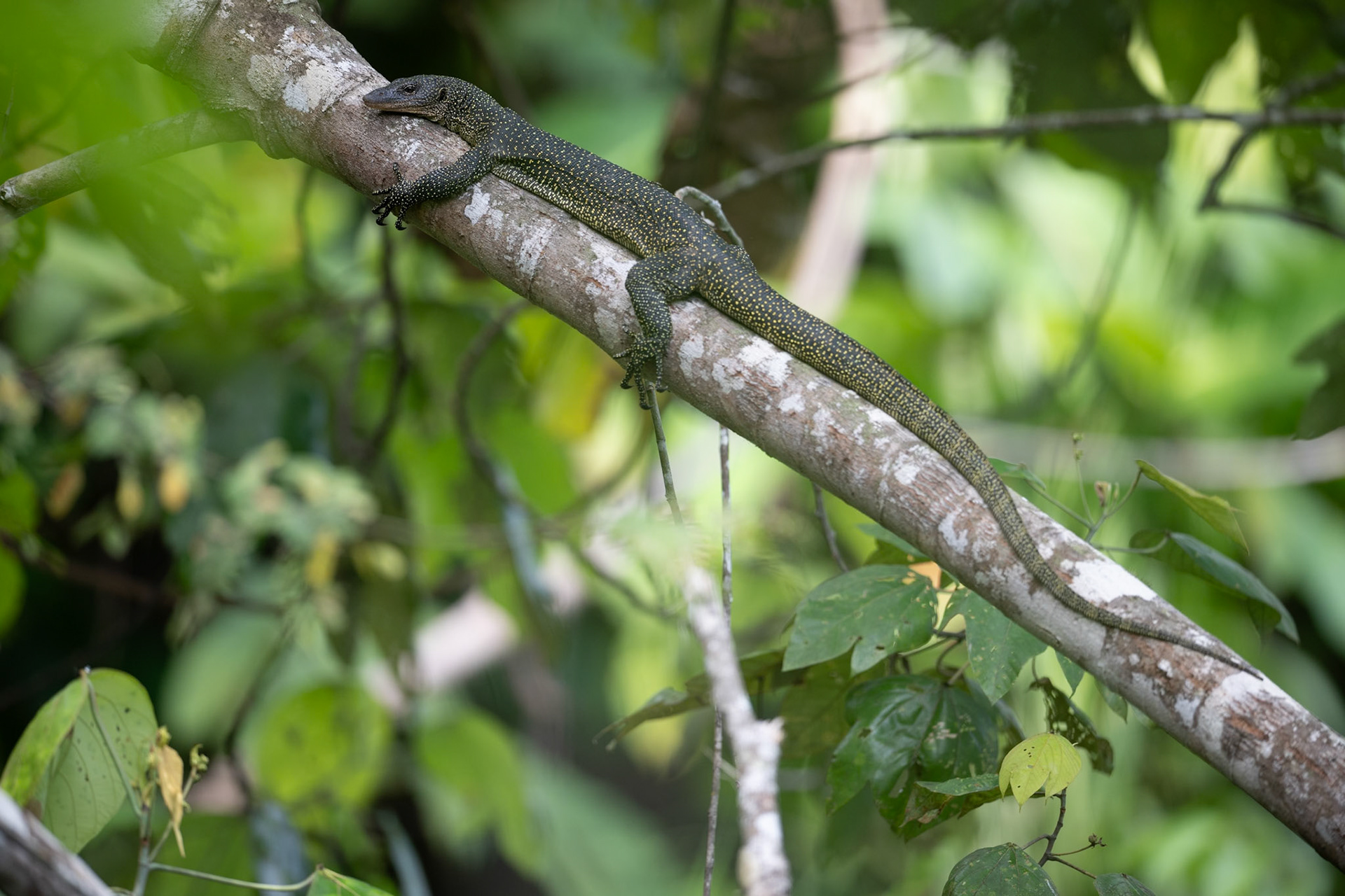 Mangrove Monitor