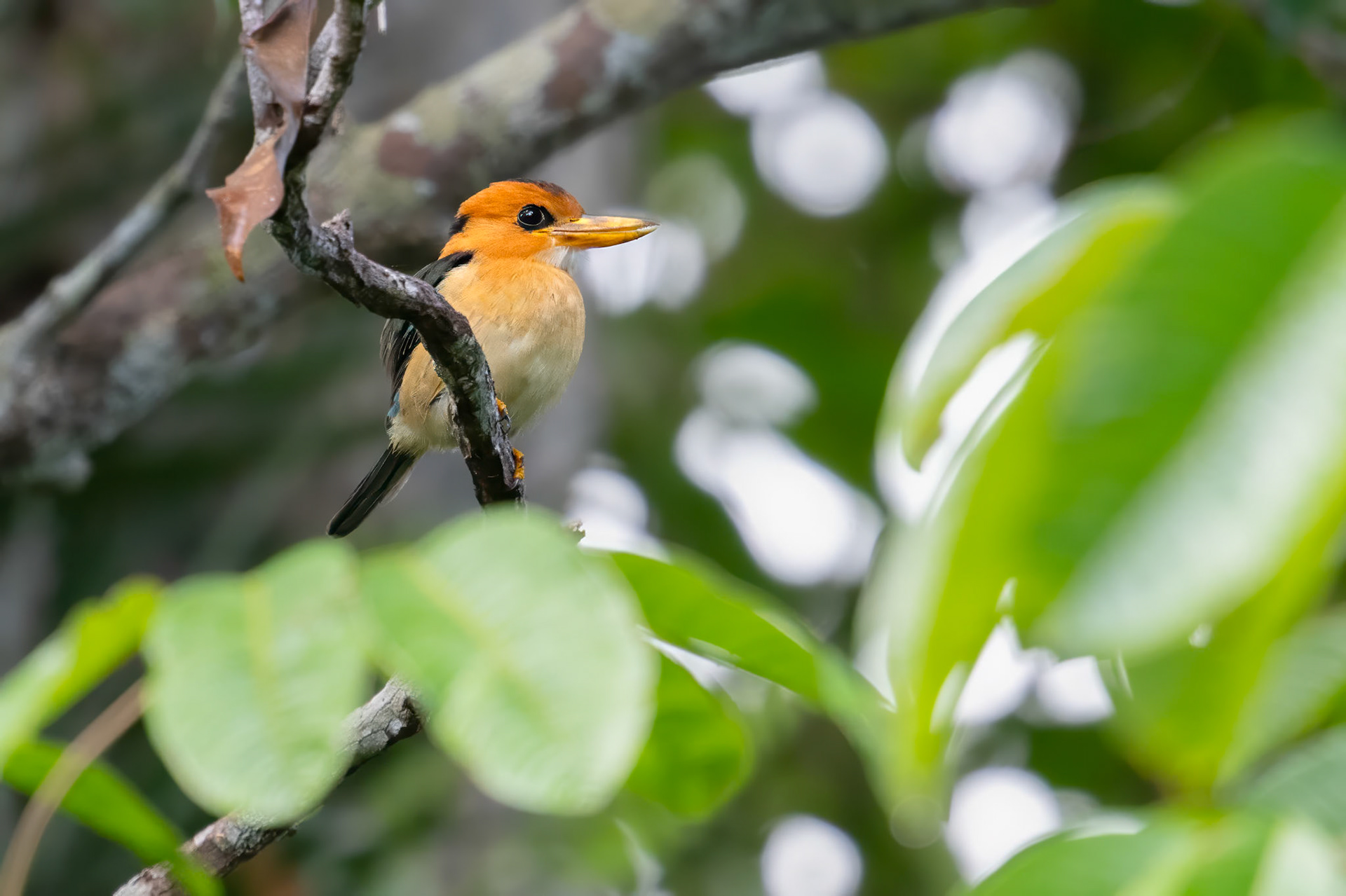 Yellow-billed Kingfisher