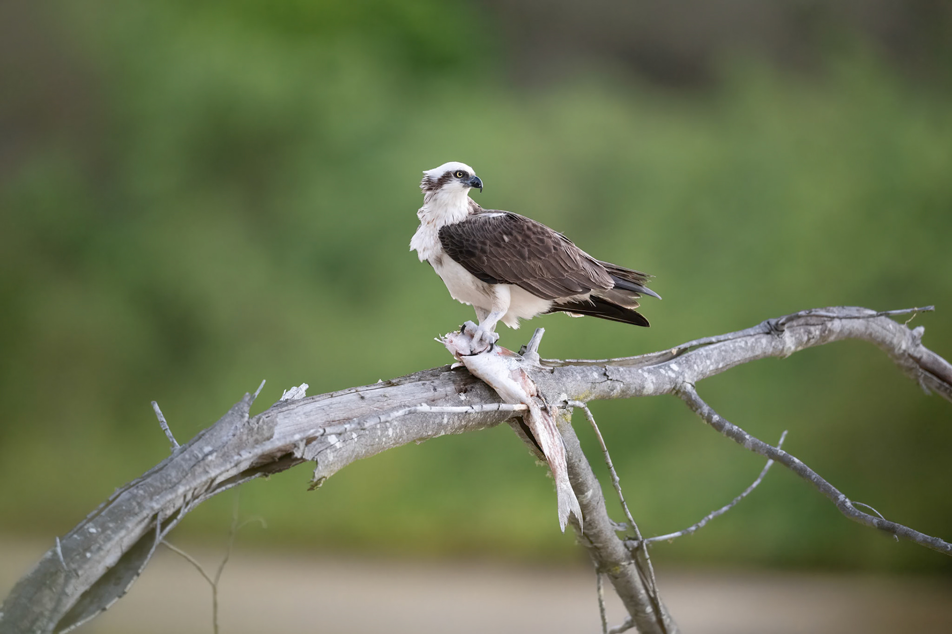 Osprey