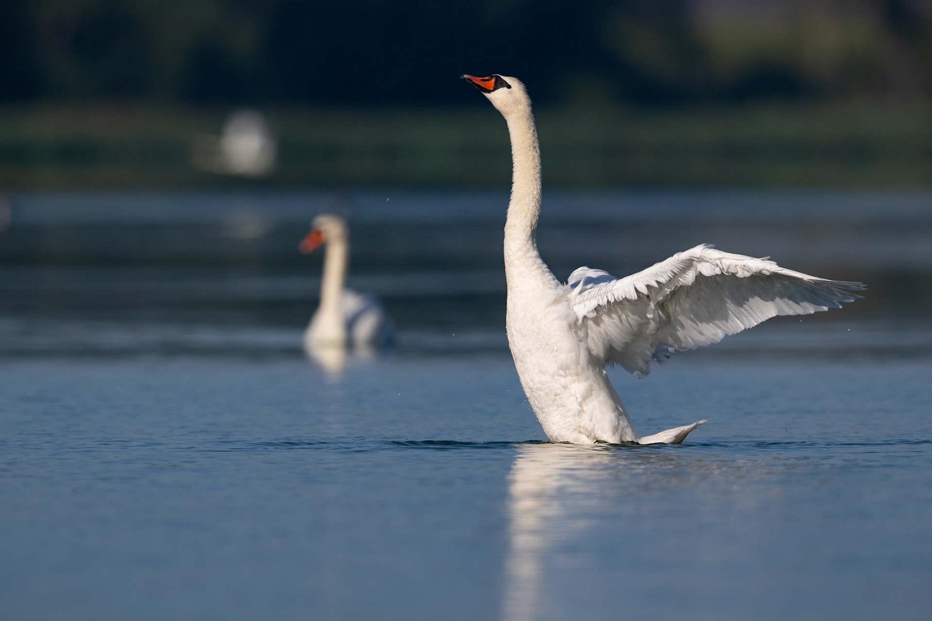 Mute swan landing