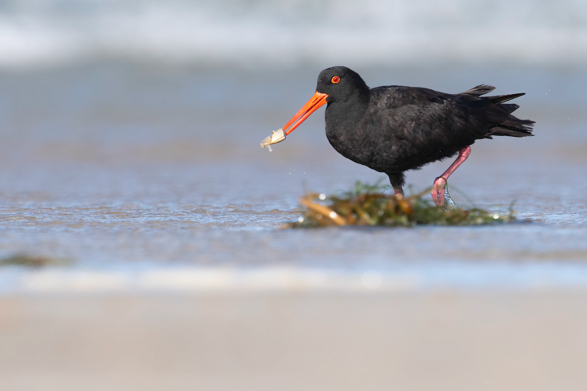 Sooty Oyster Catcher