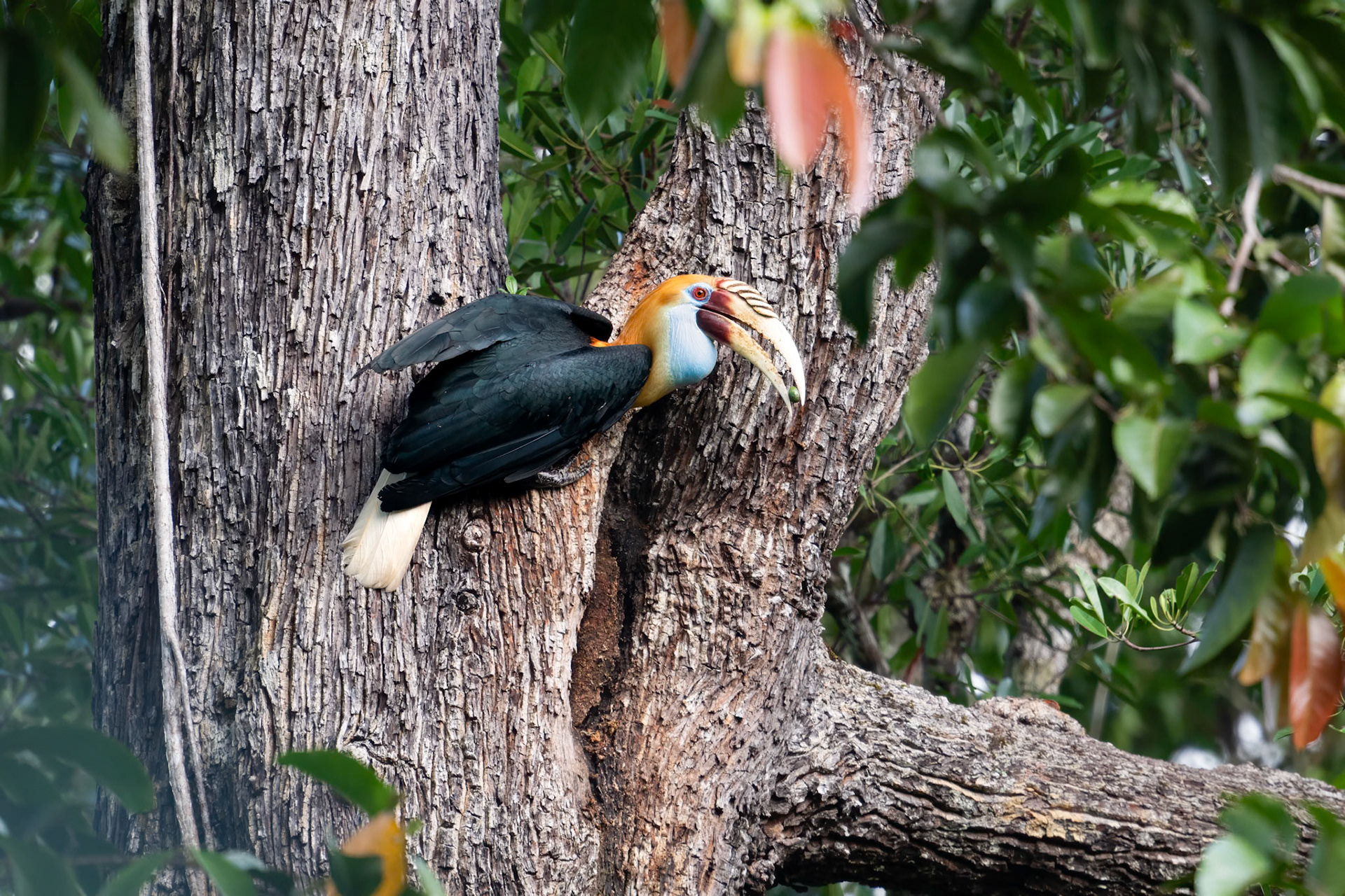Blyth's Hornbill at nest