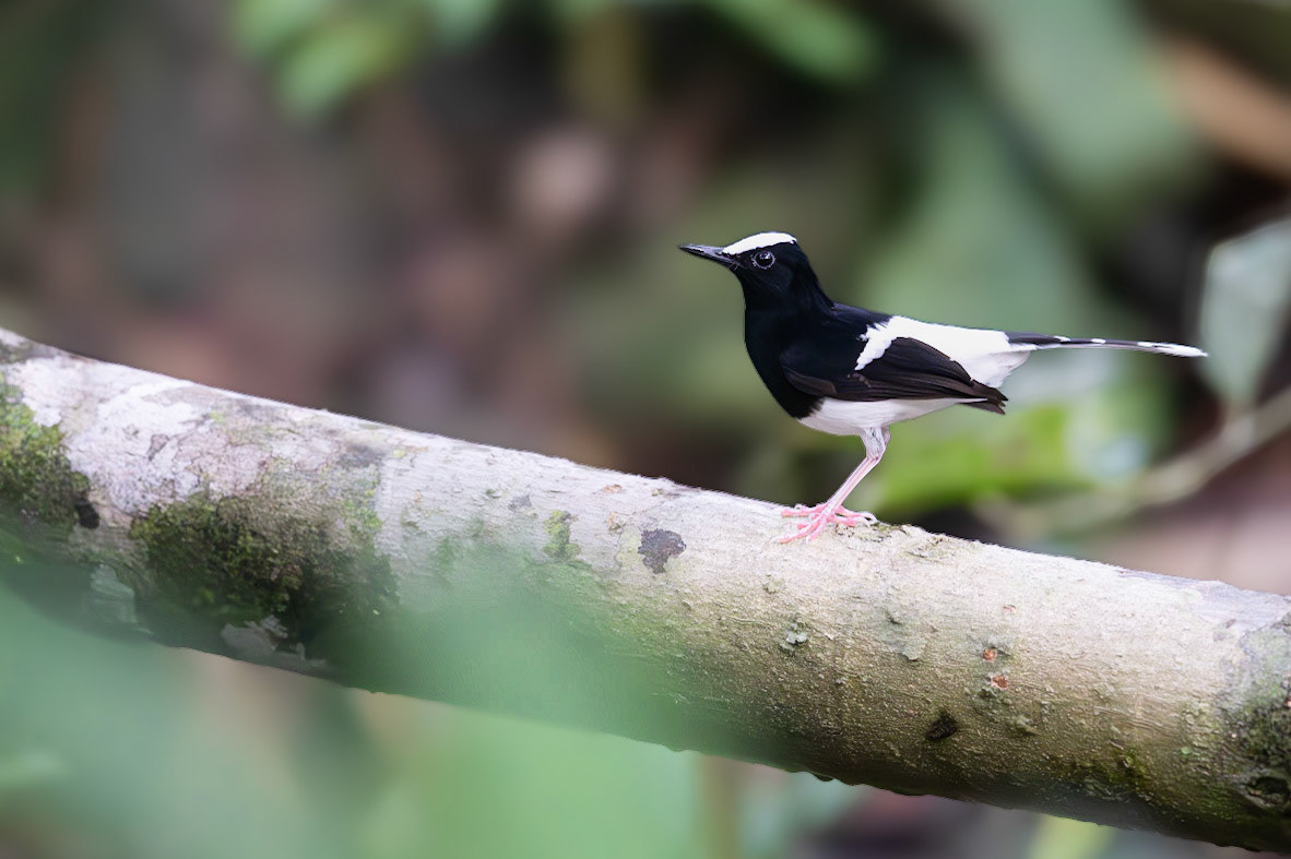 White-crowned Forktail