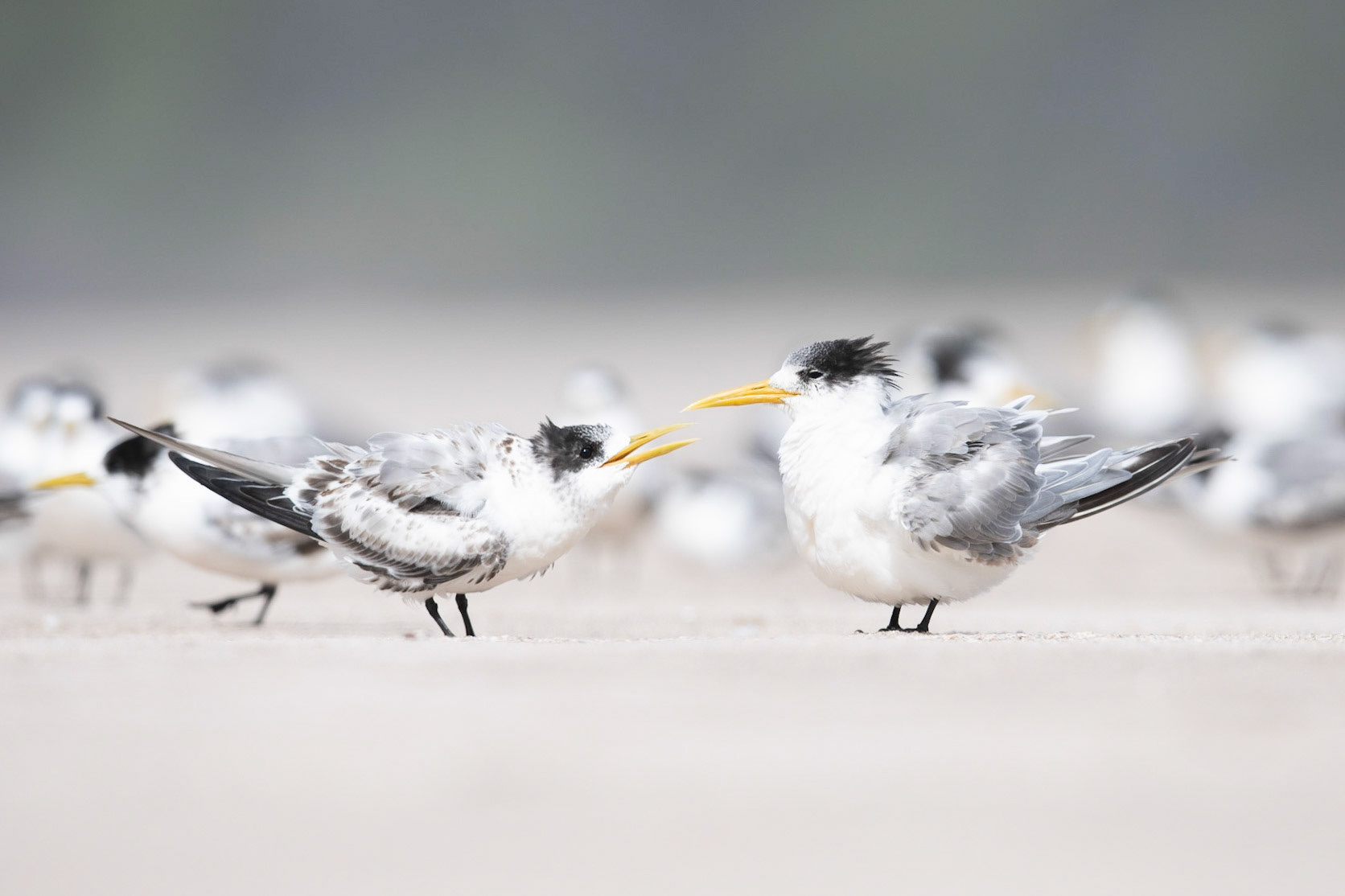 Crested Tern